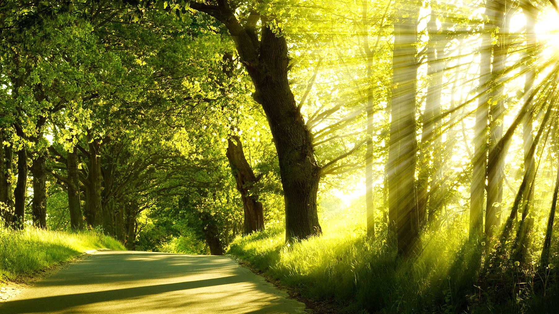 Green Nature Sunlight Cool Nature Wallpapers Organic - High Resolution Nature Hd - HD Wallpaper 