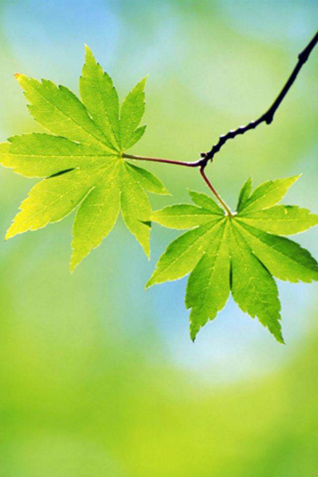 Spring Sheet Wallpaper - Spring Hd Wallpaper For Iphone - HD Wallpaper 