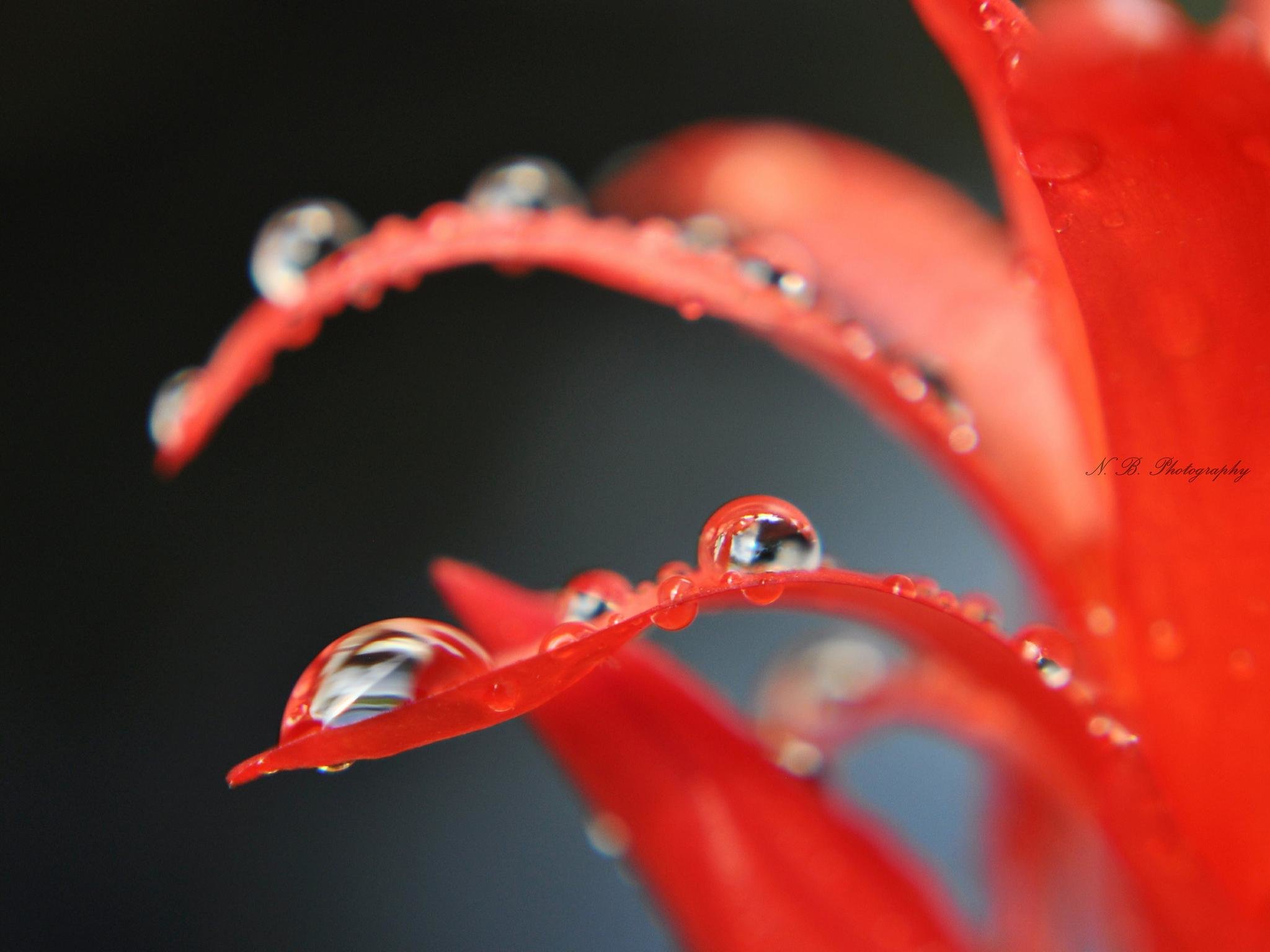 High Resolution Water Drop Hd Wallpaper Id - High Resolution Water Drop - HD Wallpaper 