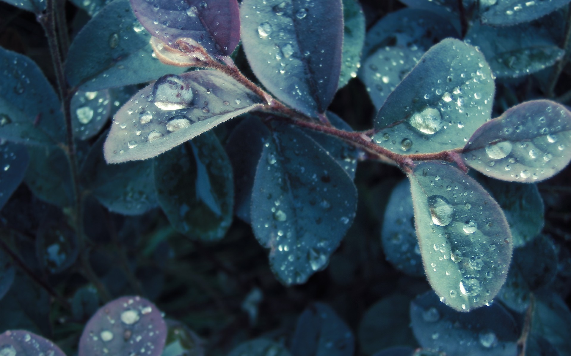 Nature, Colored, Leaves, Samsung Backgrounds, Mother - Обои Листья Роса - HD Wallpaper 