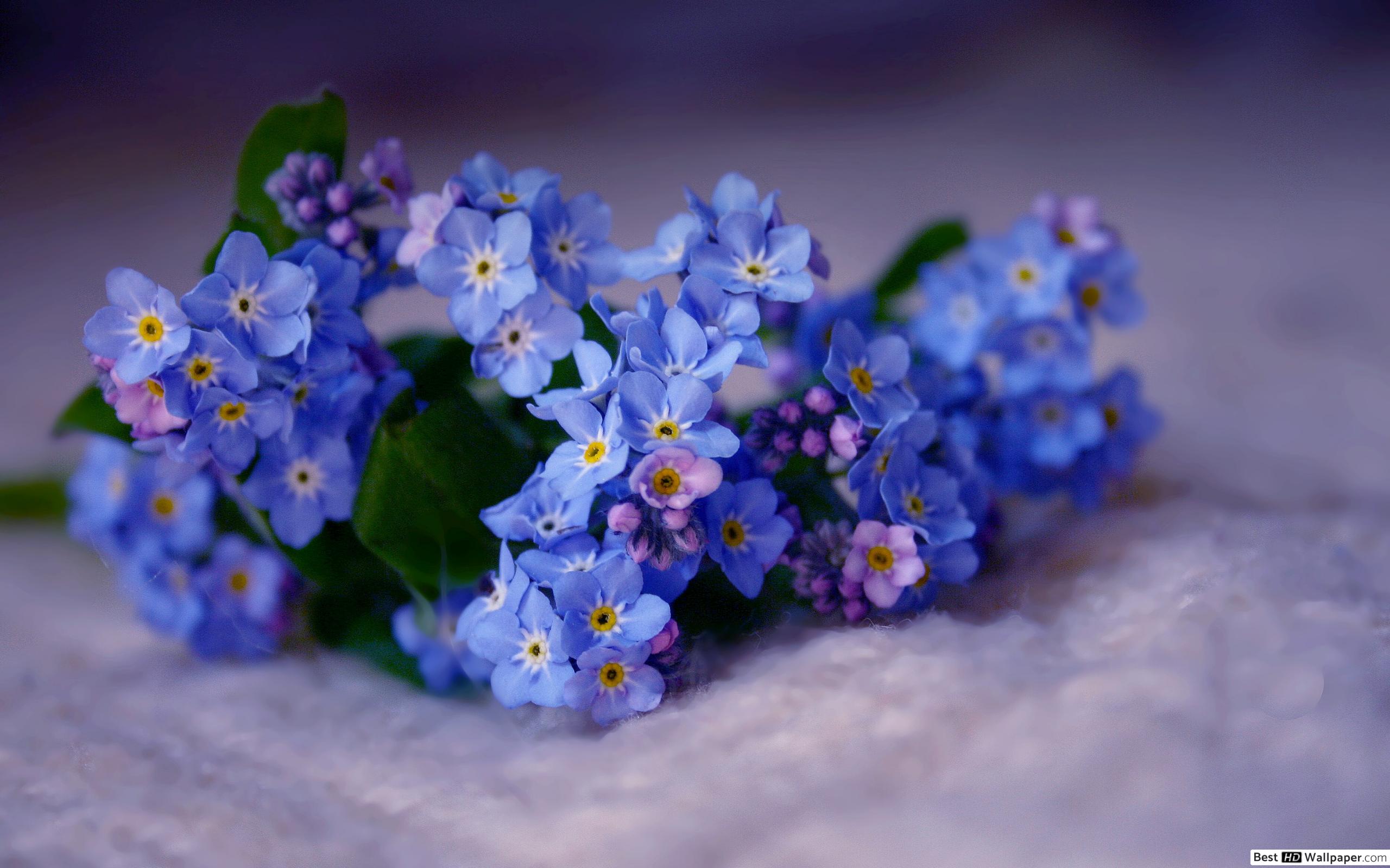 Beautiful Flower Wallpaper Download - HD Wallpaper 