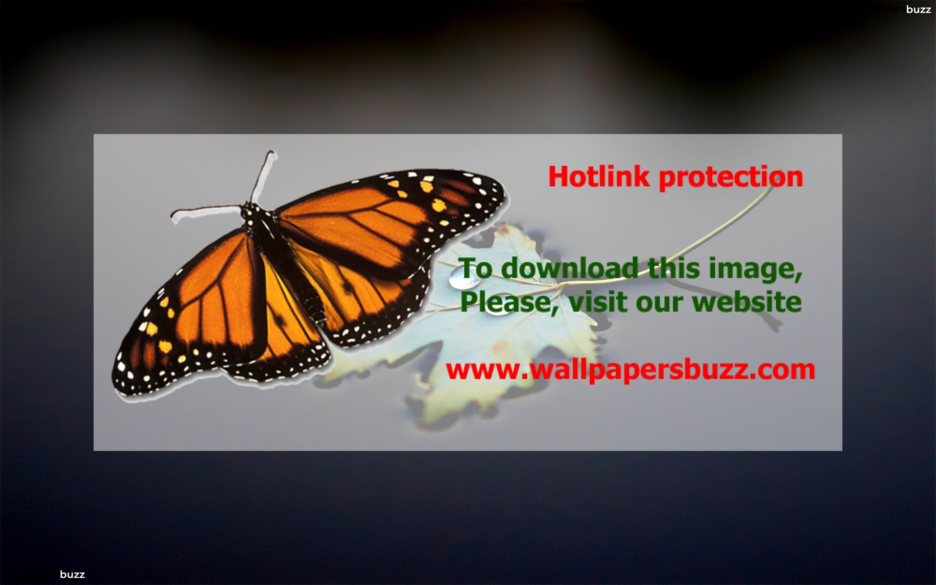 Monarch Butterfly - HD Wallpaper 