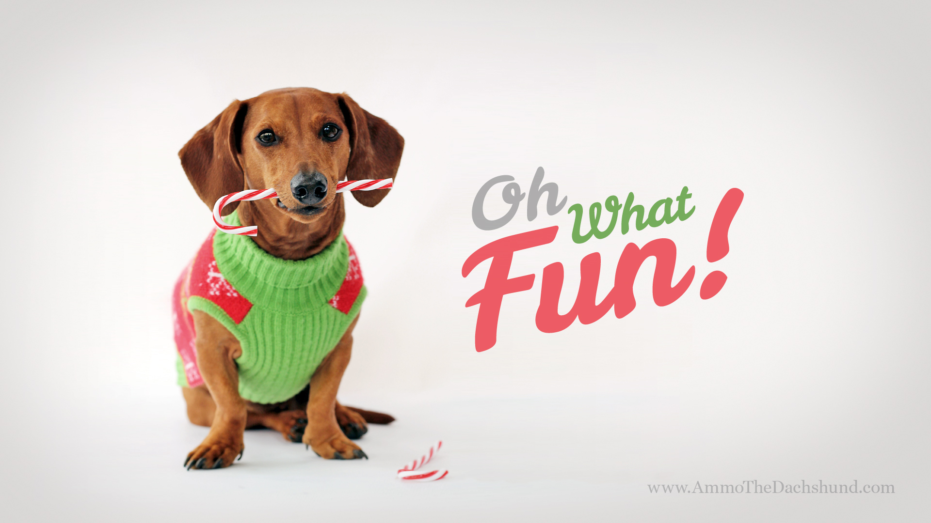 Cute Wallpaper Christmas Dachshund - HD Wallpaper 