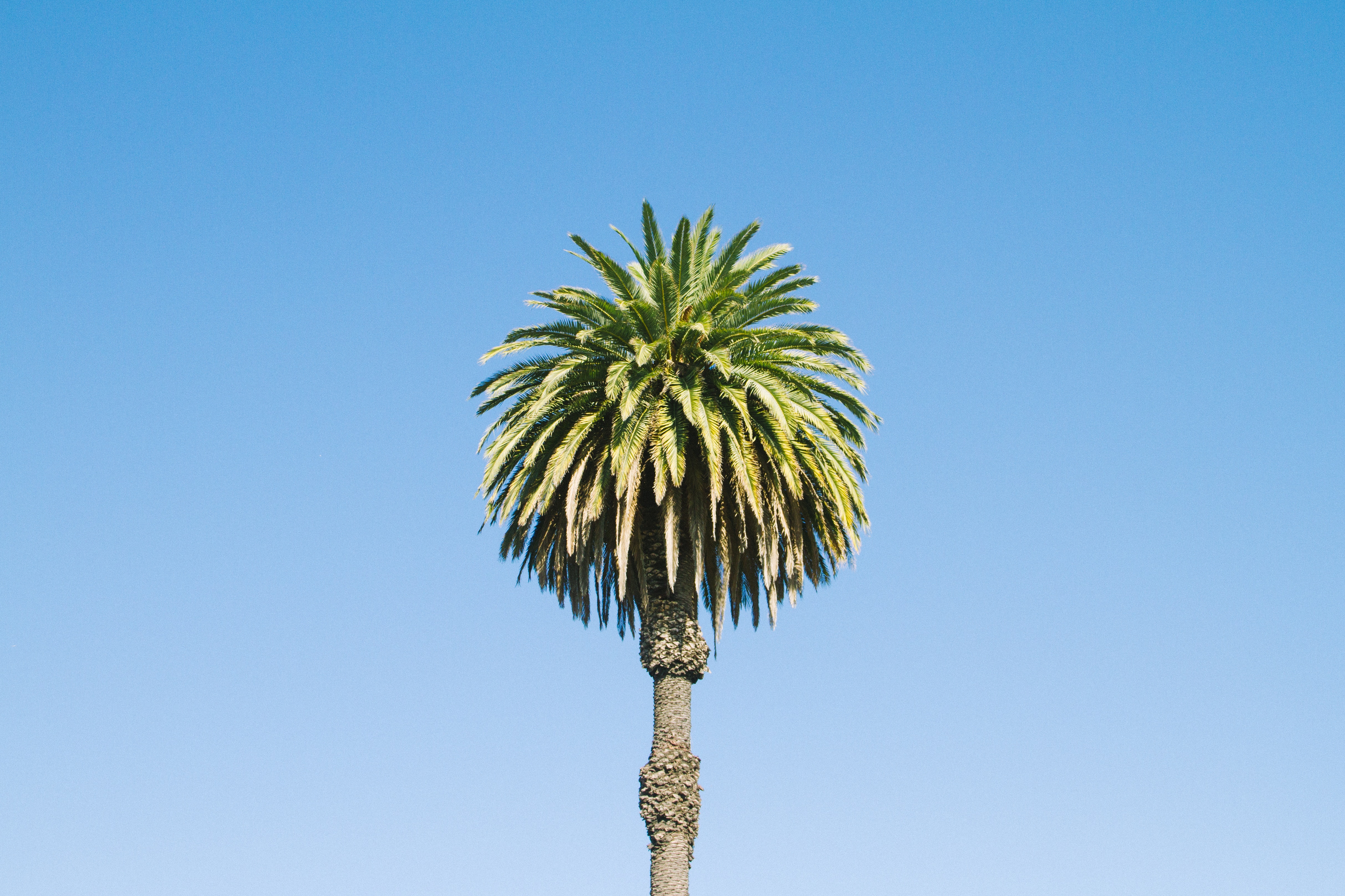 Hd Palm Tree - HD Wallpaper 