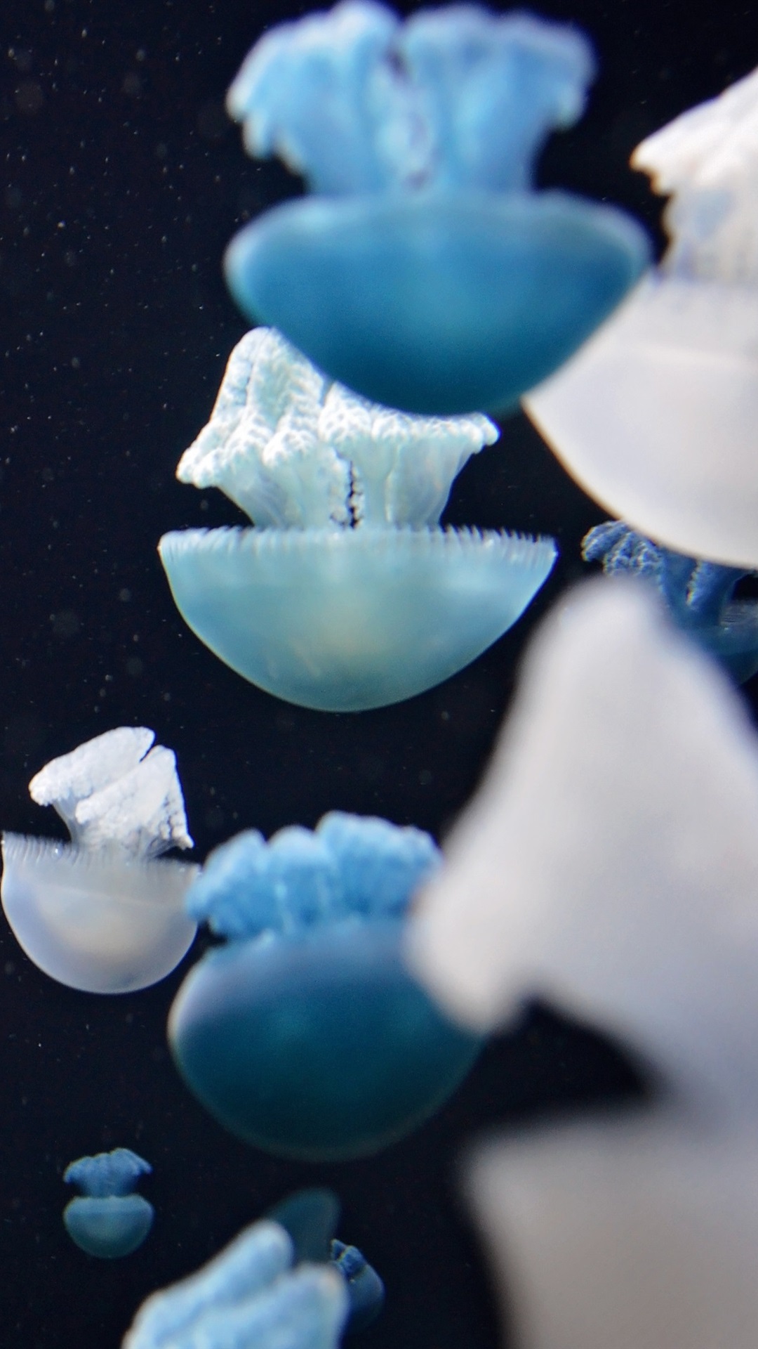 Jellyfish - HD Wallpaper 