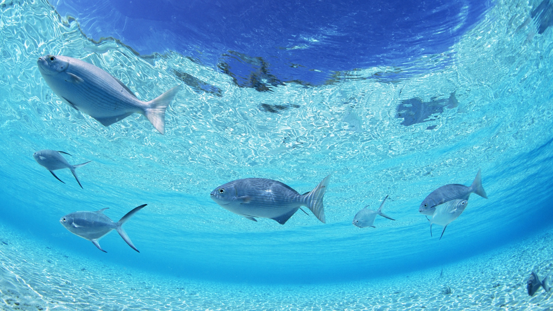 Wallpaper Fish, Bottom, Sea, Shallow Water - HD Wallpaper 