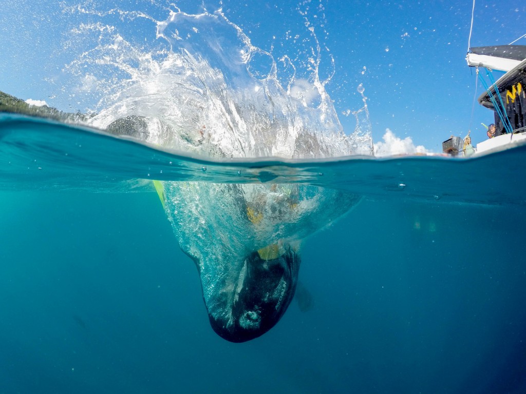 Half Underwater Half Above Water - HD Wallpaper 