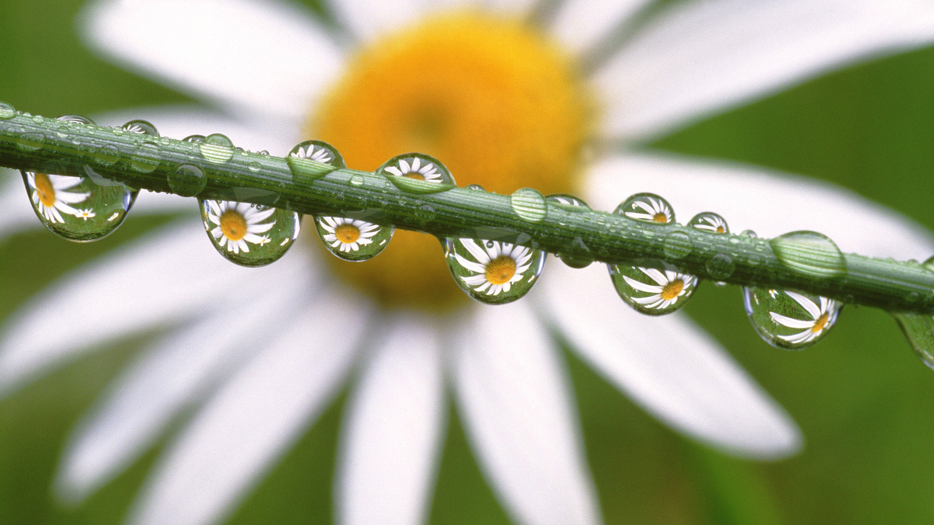 Awesome Water Drop Free Wallpaper Id - Unique Photography Of Nature - HD Wallpaper 