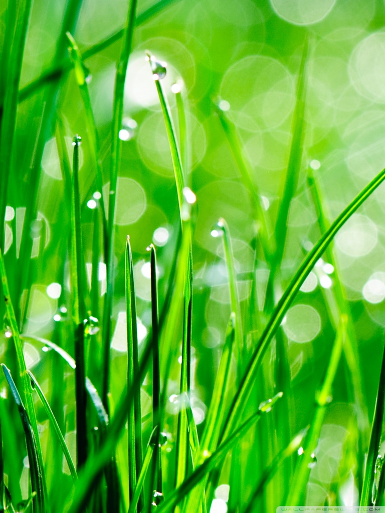 Water Droplet On Grass - HD Wallpaper 