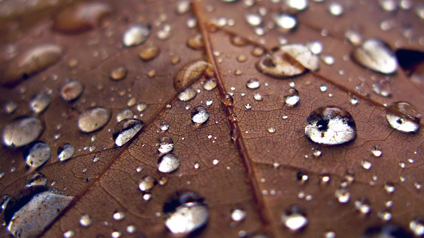 Rain Drop On Leaves Iphone - HD Wallpaper 