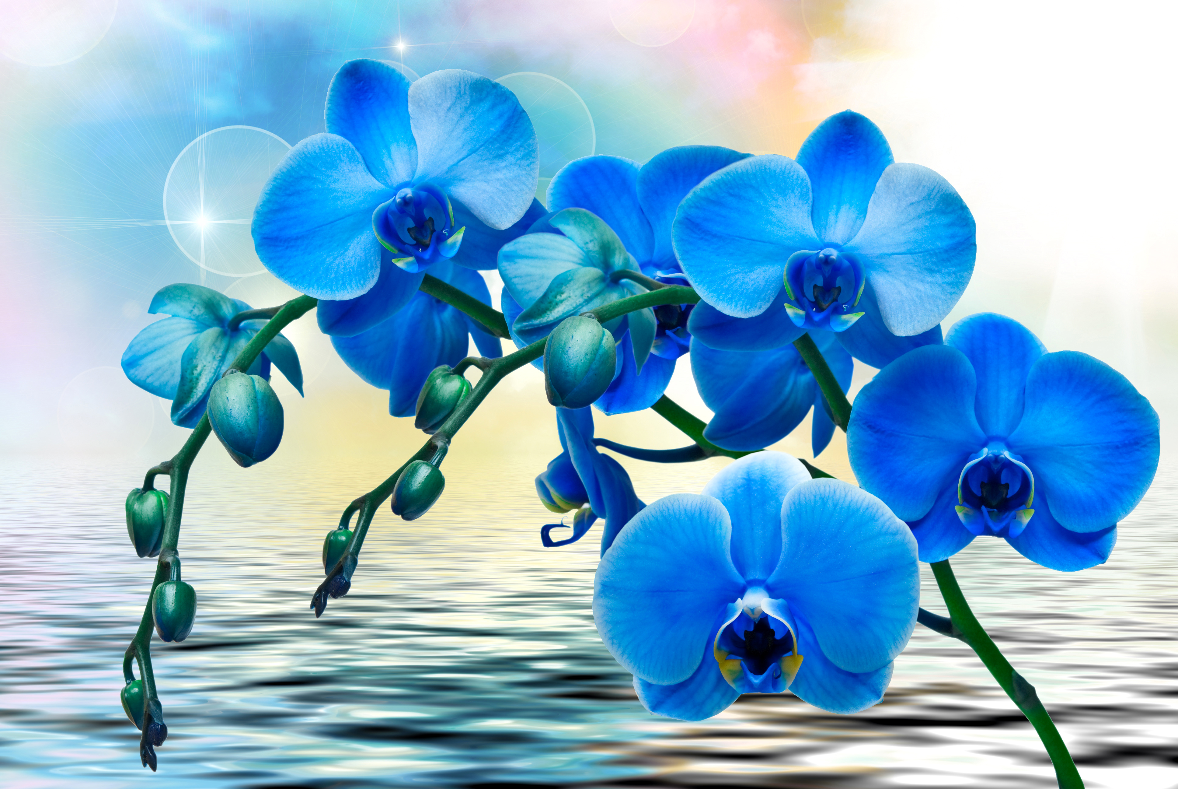Orchids In Water Wallpaper Phone On High Resolution - Blue Orchid Hd Background - HD Wallpaper 
