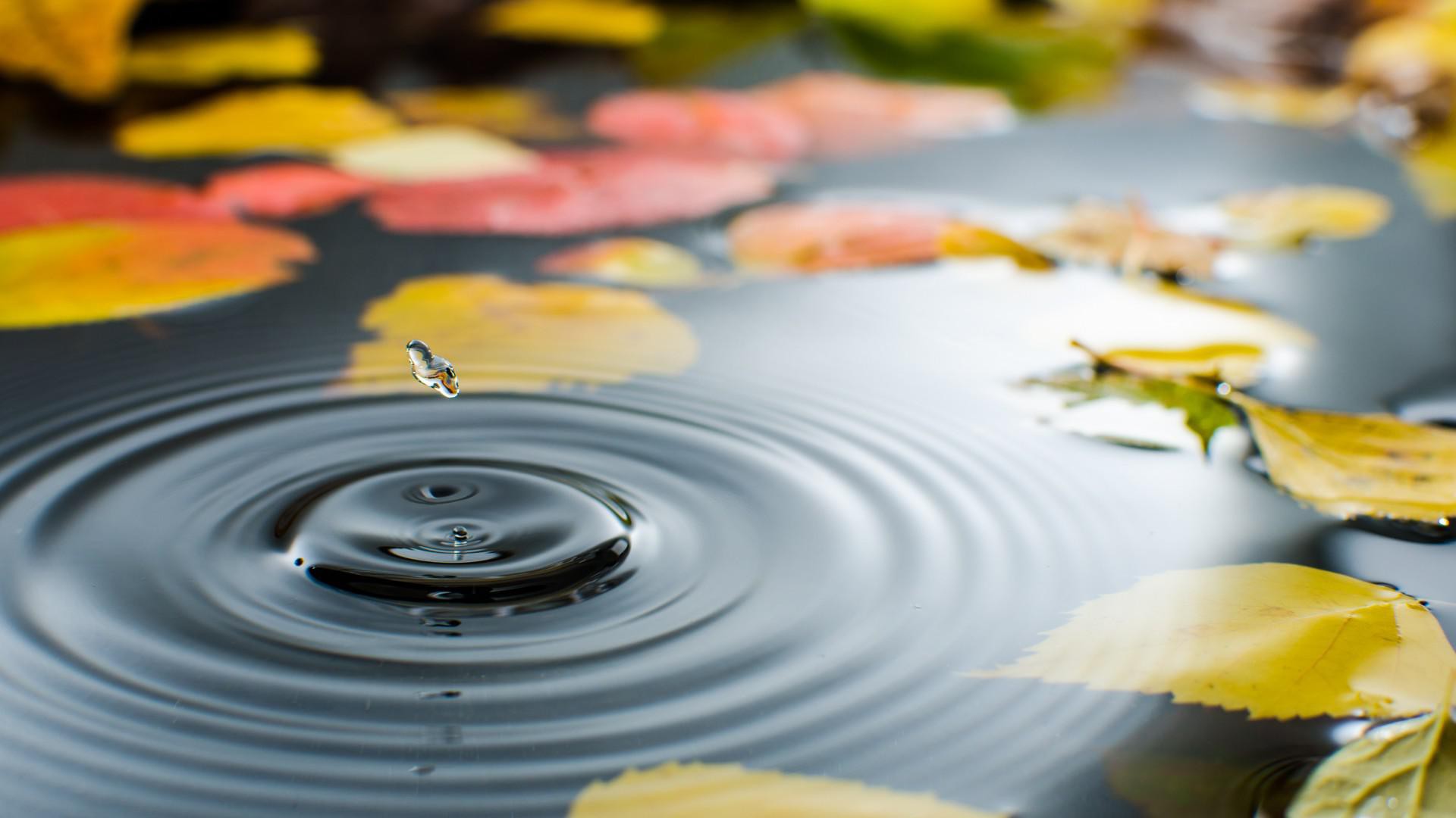 Water, Water, Autumn Leaves Beautiful Wallpaper - Beautiful Leaves In Water - HD Wallpaper 