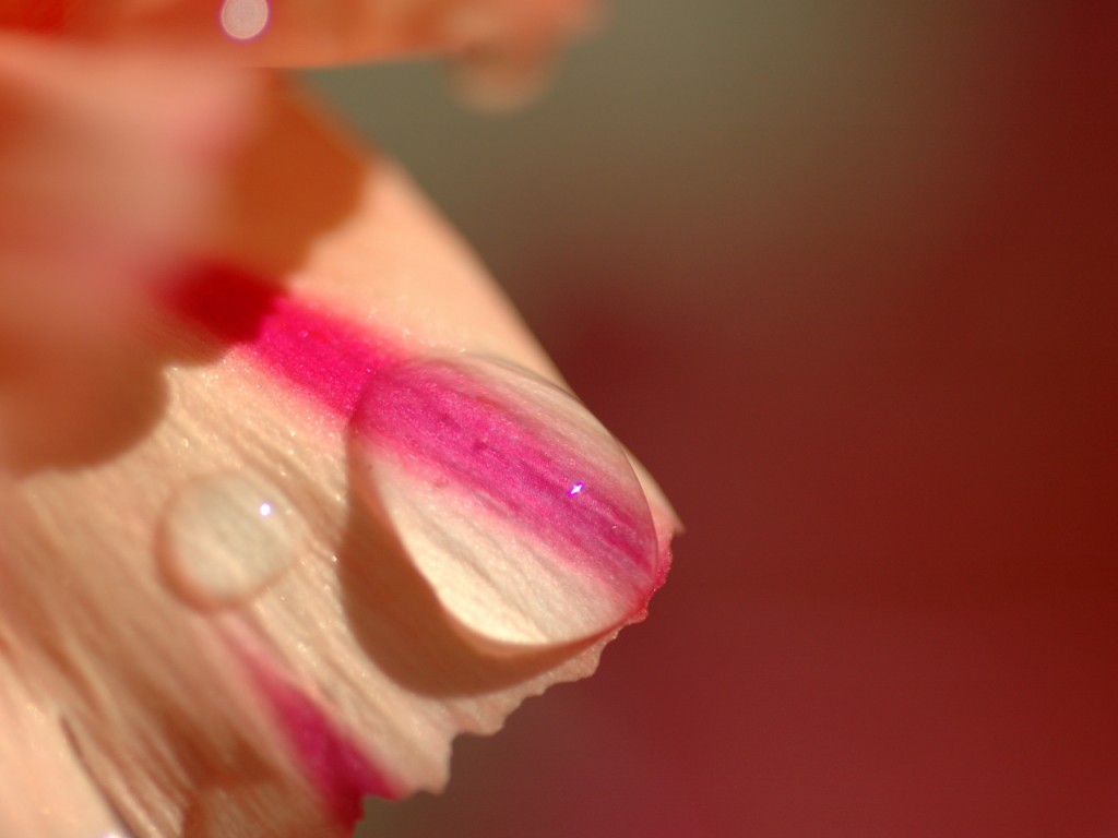 Pink And Orange Backgrounds - HD Wallpaper 