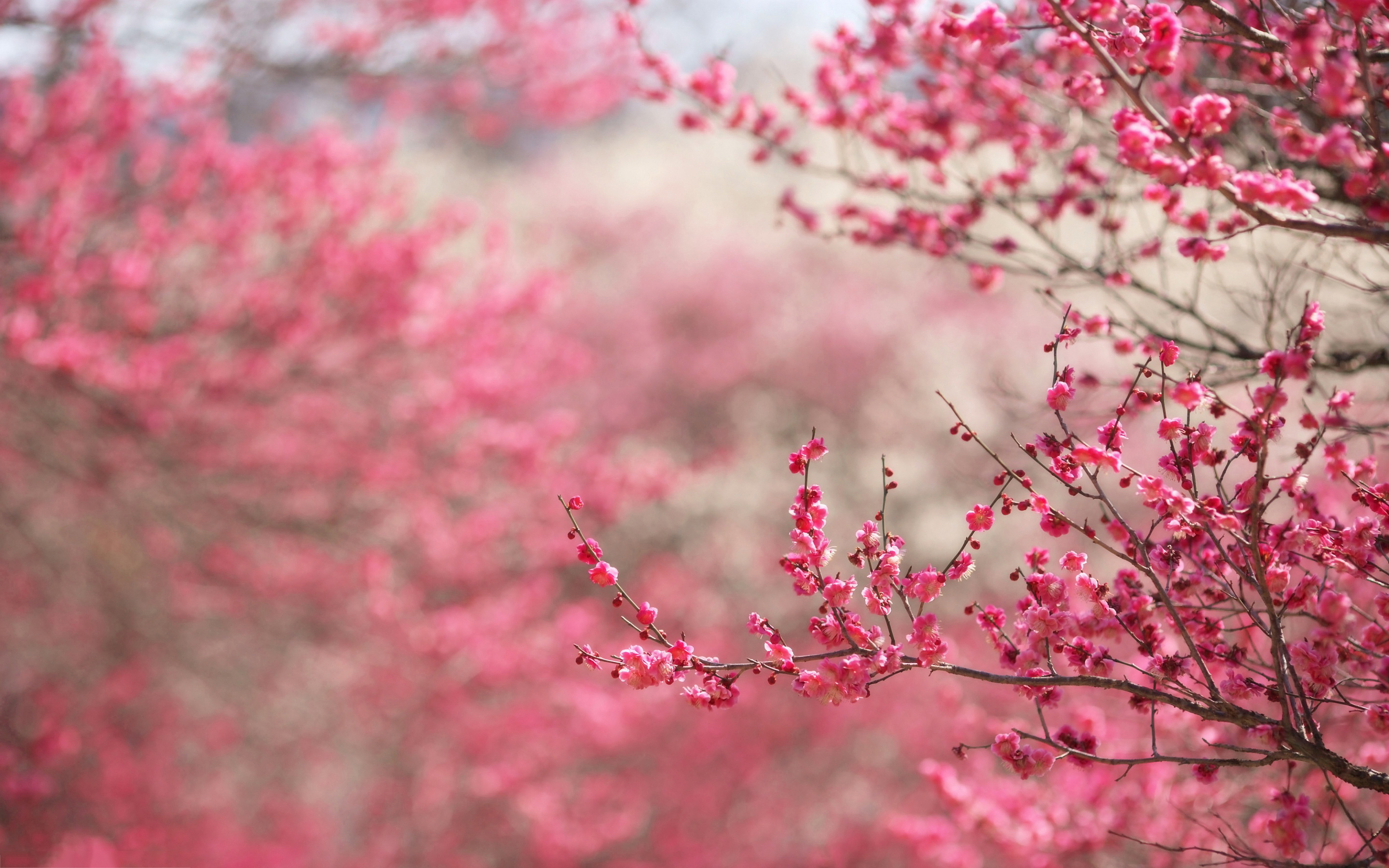 Cherry Blossom Background Hd - HD Wallpaper 