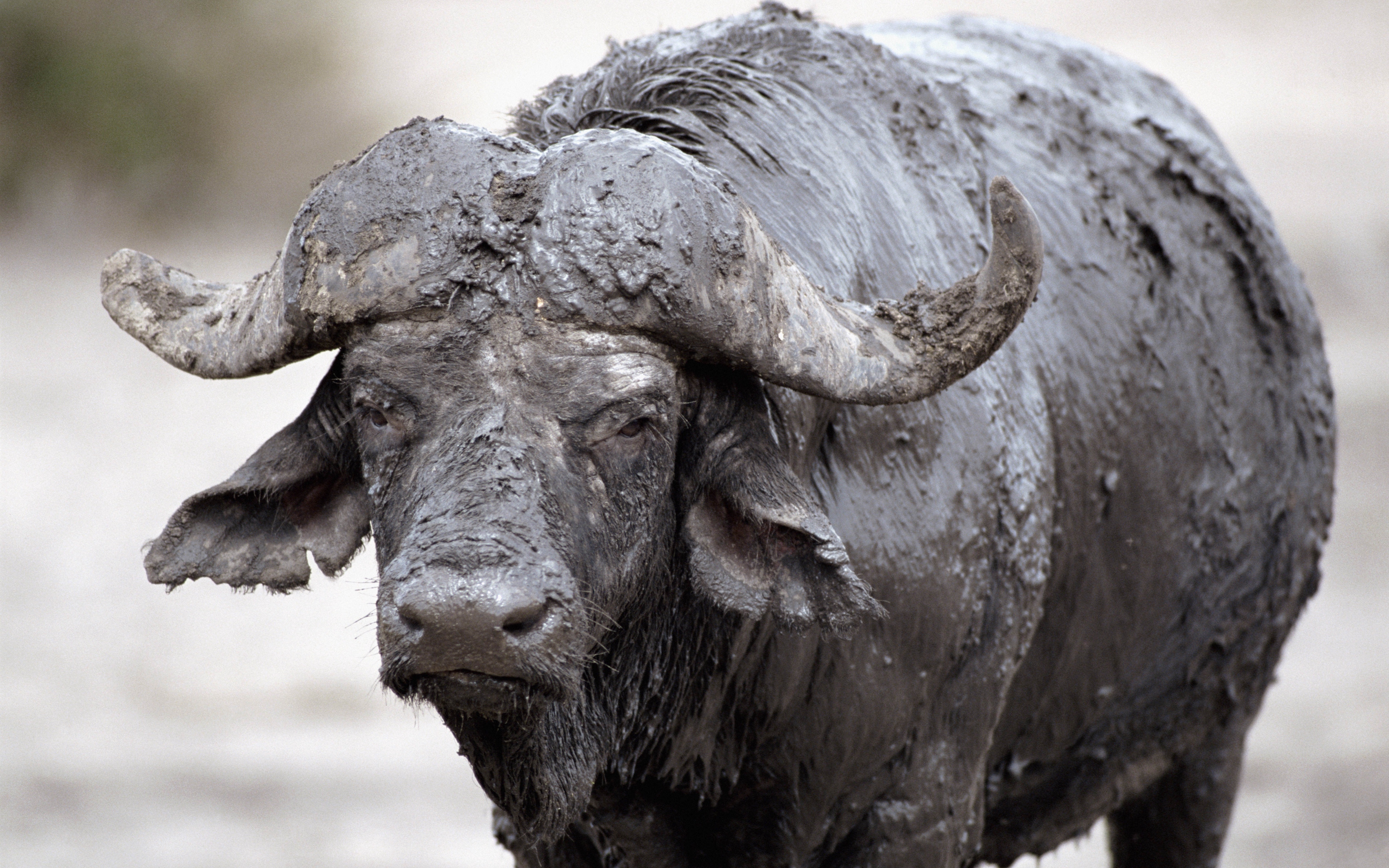 Buffalo 1080p - HD Wallpaper 
