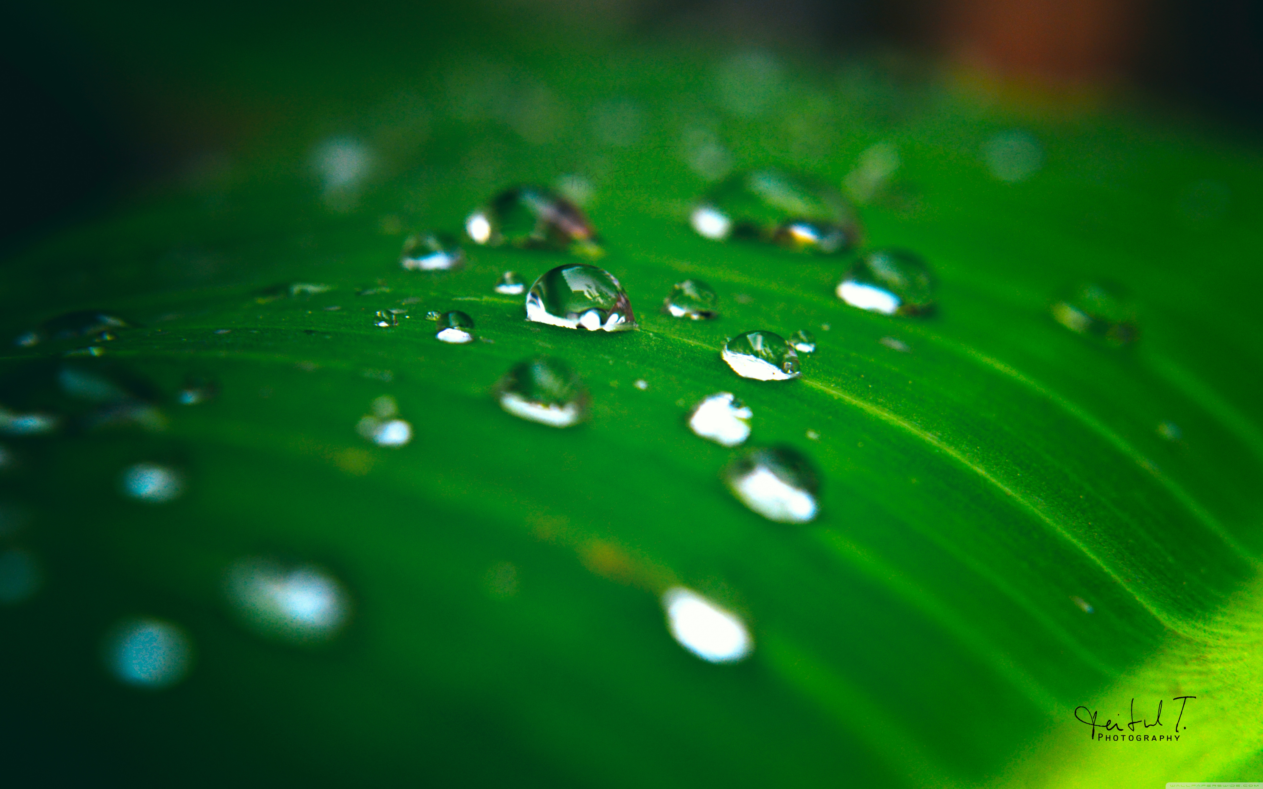 Rain Water Droplet Hd - HD Wallpaper 