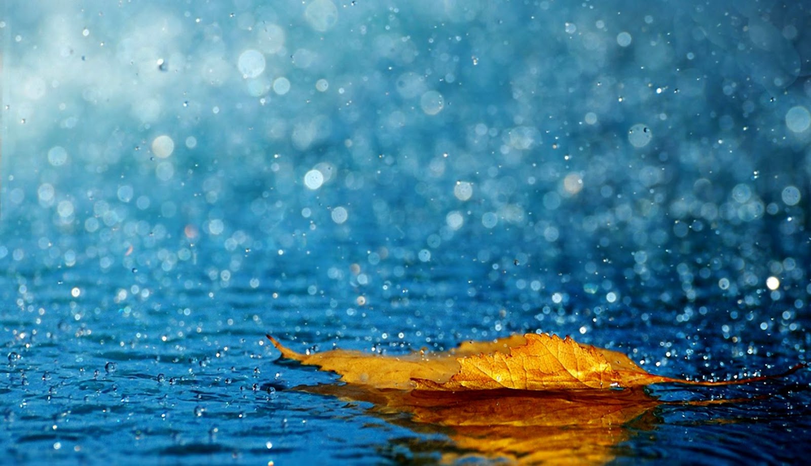 Water Leaves Fallen Drops Free Download Wallpaper Of - Rain Hd Image Of Nature - HD Wallpaper 