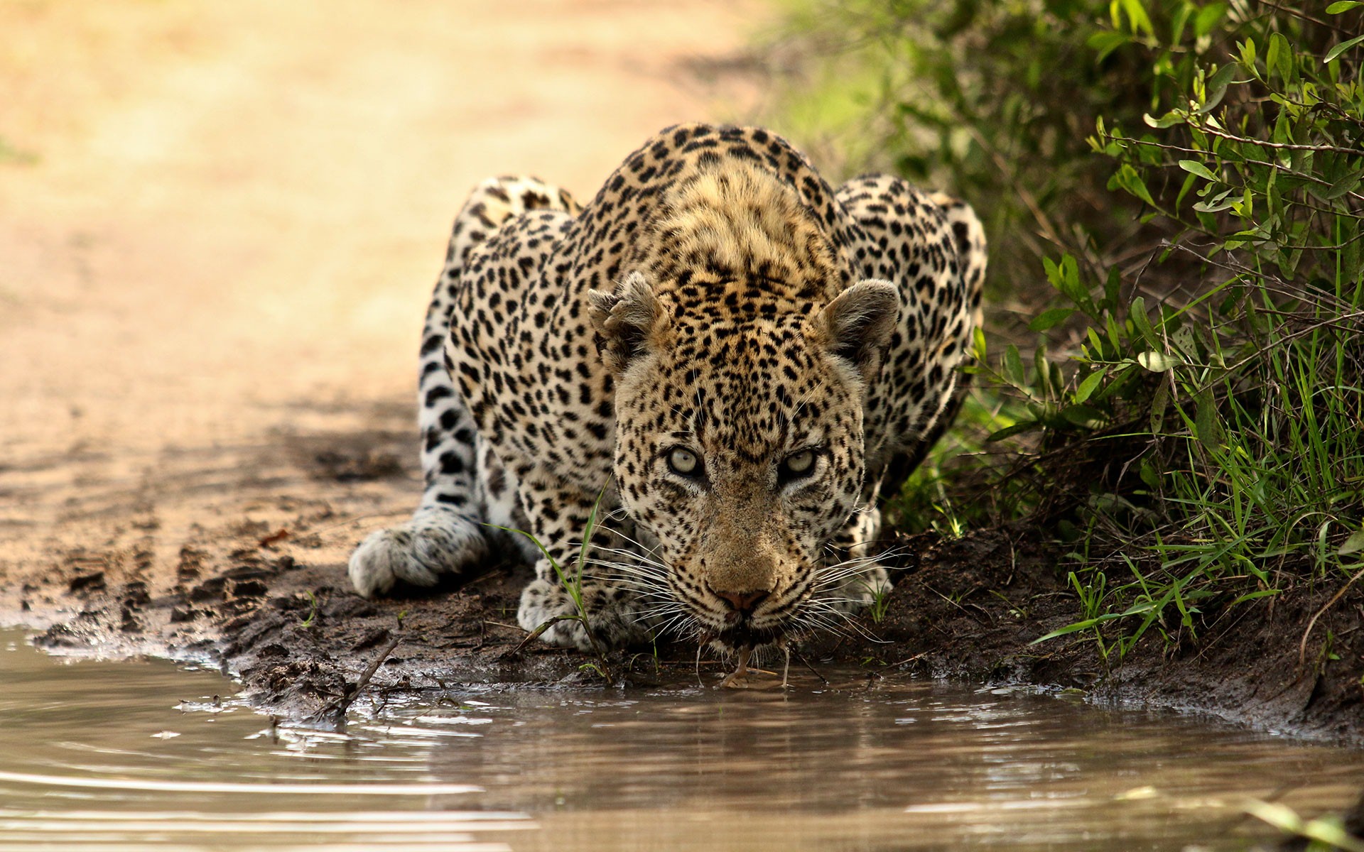 Leopard Drink Water In Kruger National Park South Africa - Kruger National Park Leopard - HD Wallpaper 