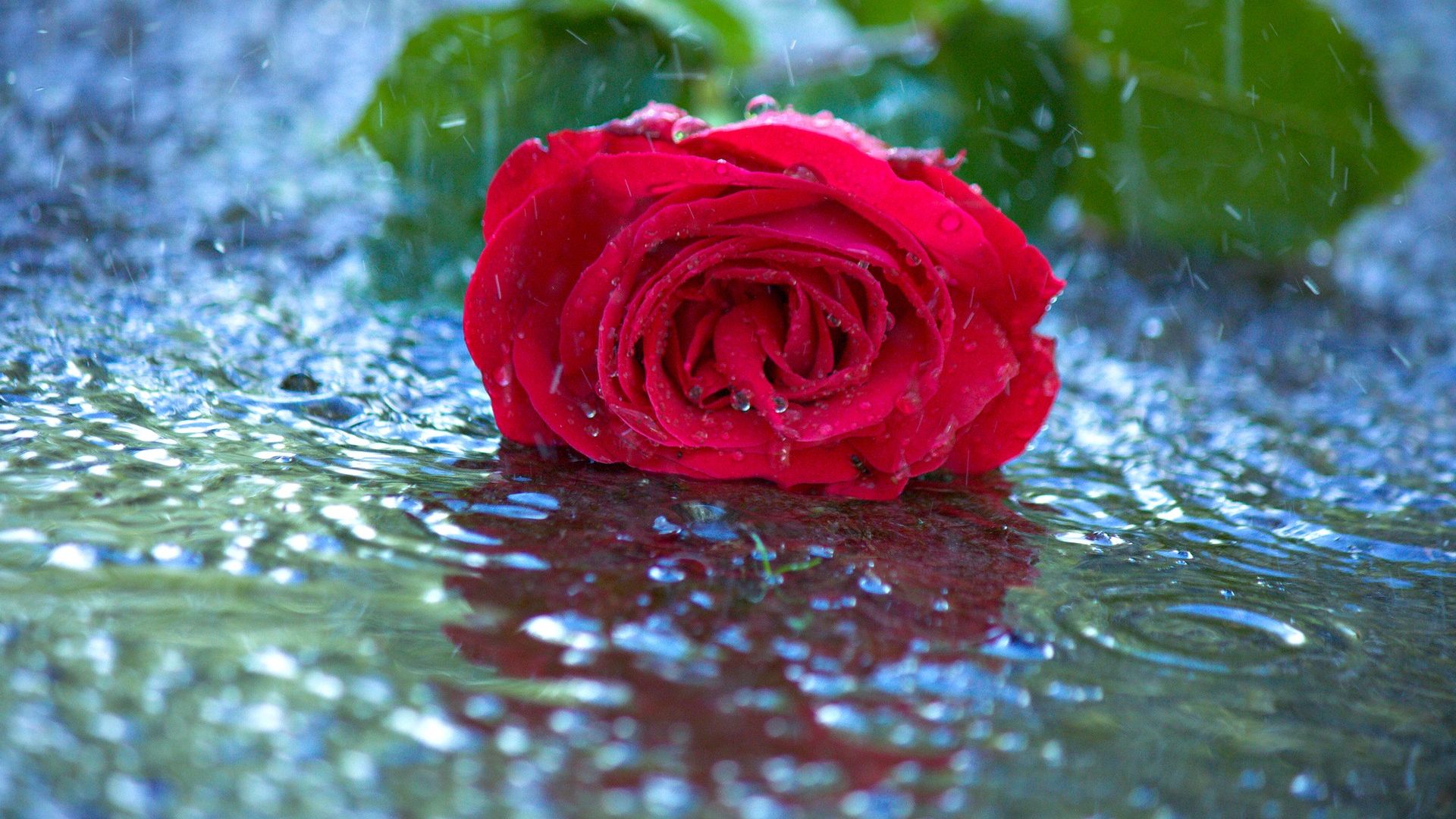 Red Rose In Water - Beautiful Rose In Rain - HD Wallpaper 