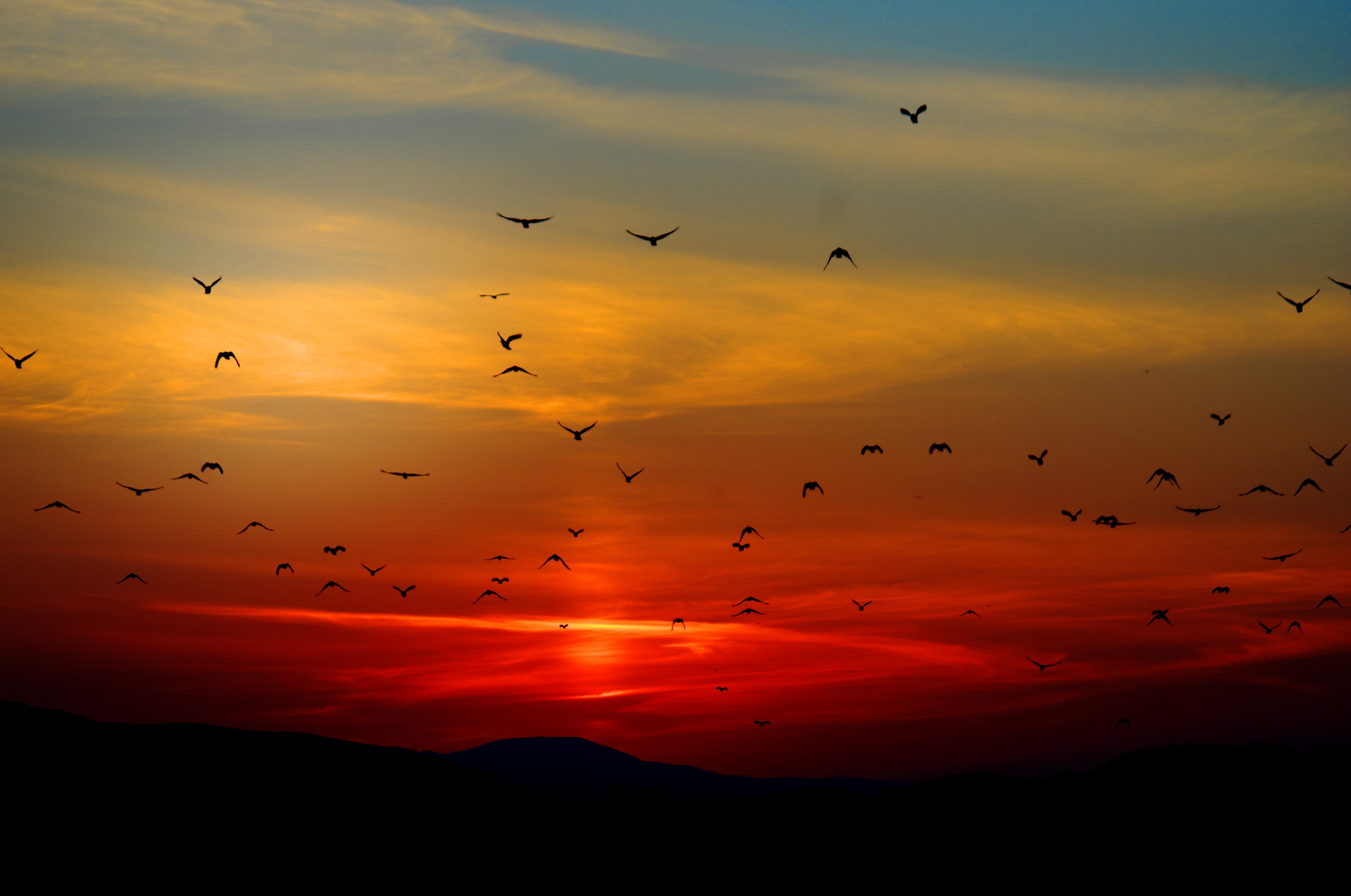 Sun Set With Birds - HD Wallpaper 