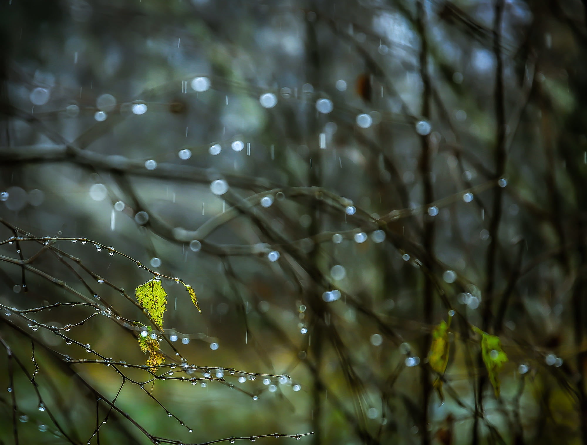 Leaves With Water Drops - HD Wallpaper 