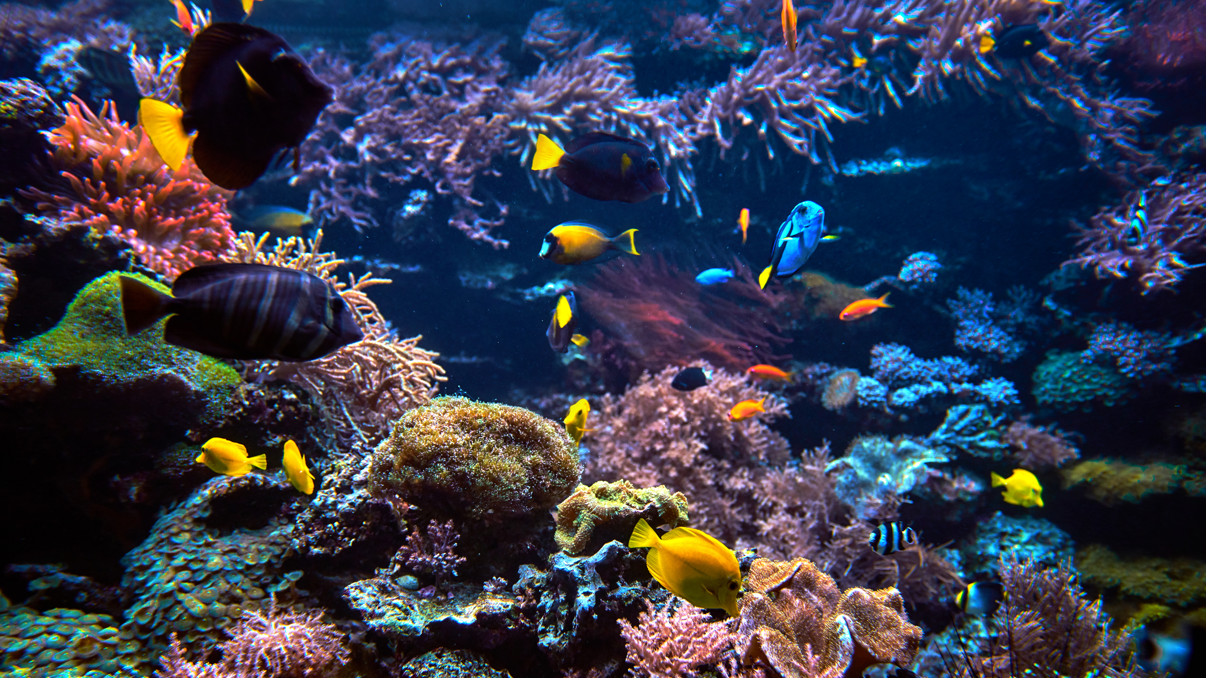 Real Underwater Ocean Background - HD Wallpaper 