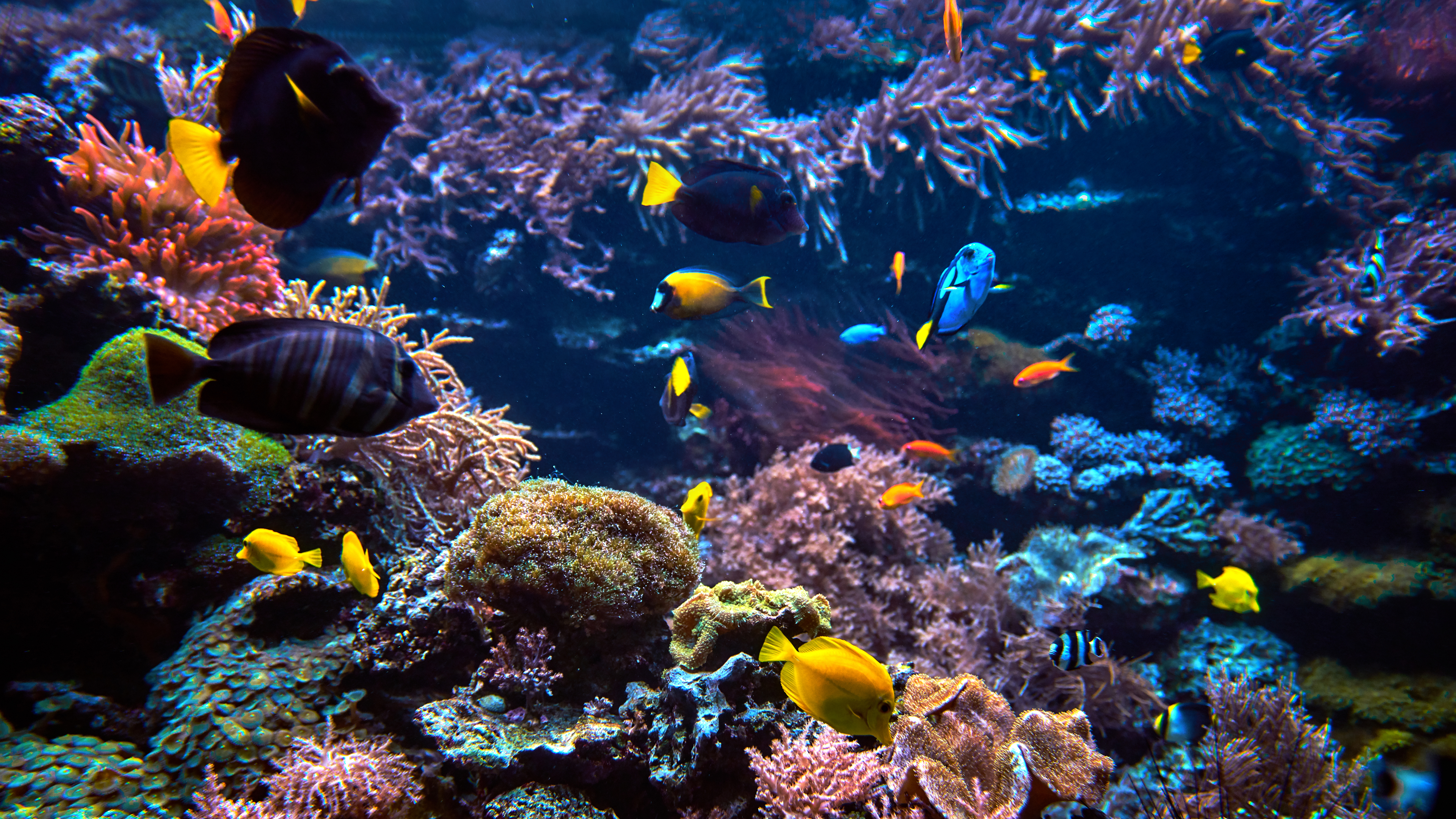 Real Underwater Ocean Background 3840x2160 Wallpaper Teahub Io
