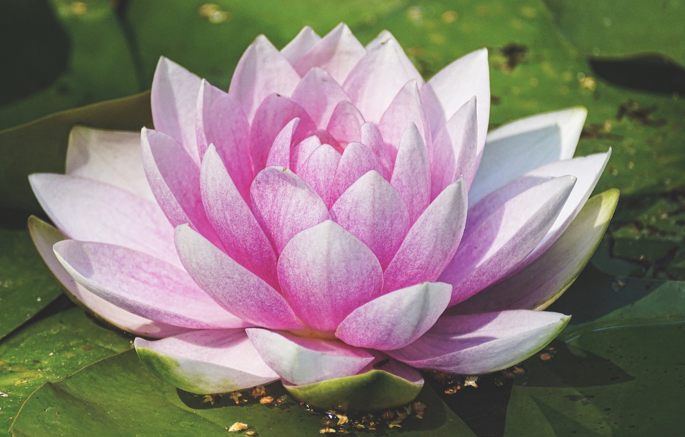 Photo Wallpaper Leaves, Water, Flower, Flowering, Water - 5 Different Type Of Flowers - HD Wallpaper 