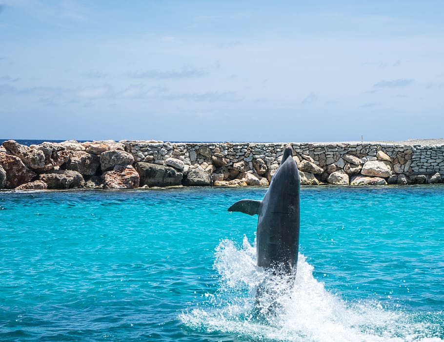 Dolphins, Aquarium, Walking, Fish, Animal, Ocean, Water, - Delfin Saltando En Isla - HD Wallpaper 