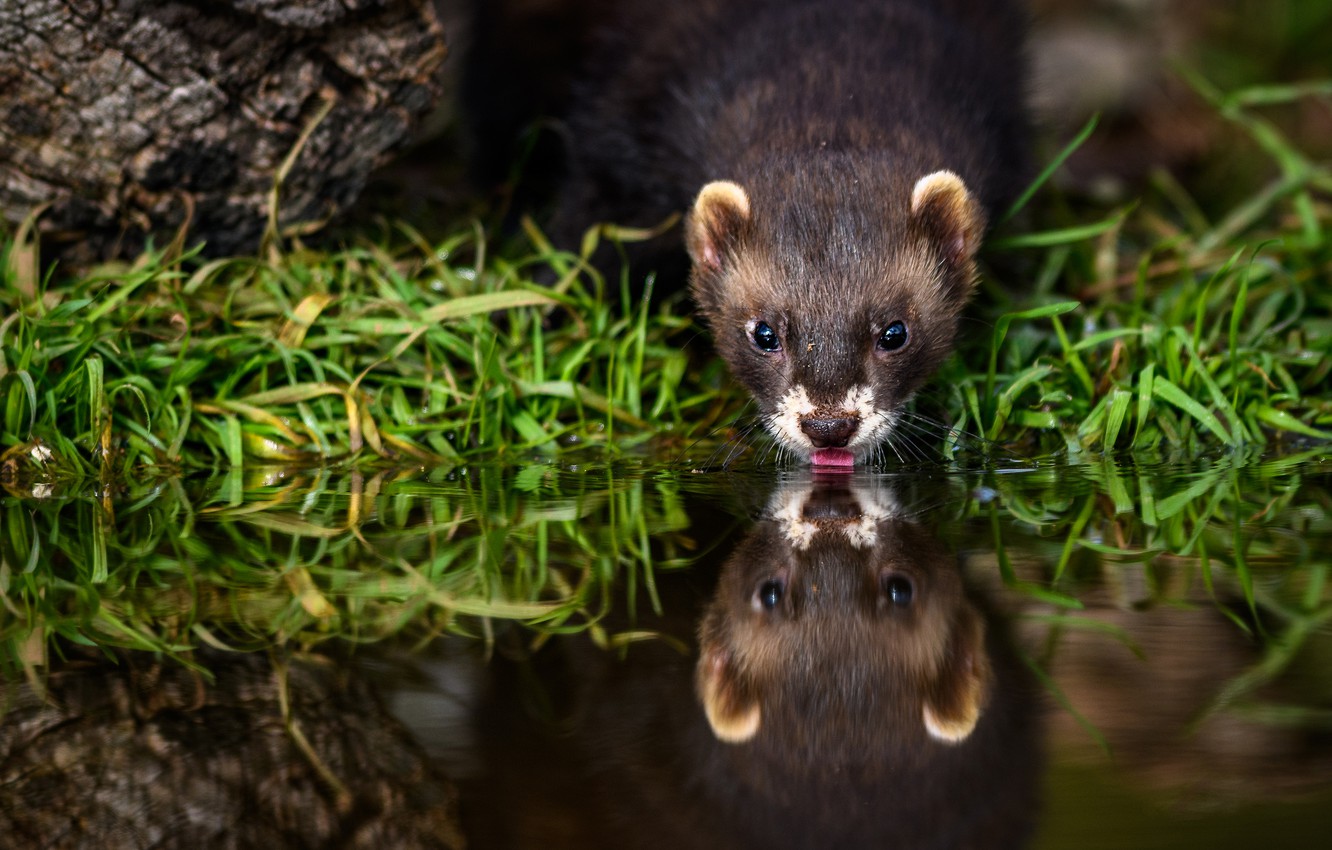Photo Wallpaper Language, Grass, Water, Reflection, - Stoat - HD Wallpaper 