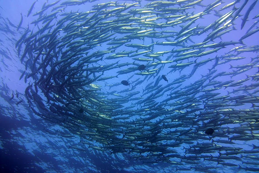 Sea Life, Herring, Animal, Fish, Water, Outdoors, Sardine, - Underwater - HD Wallpaper 