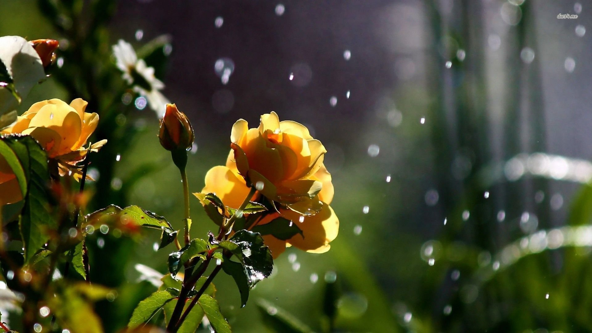 Rose Bush Rain Water Drop Backgrounds - Yellow Roses In The Rain - HD Wallpaper 