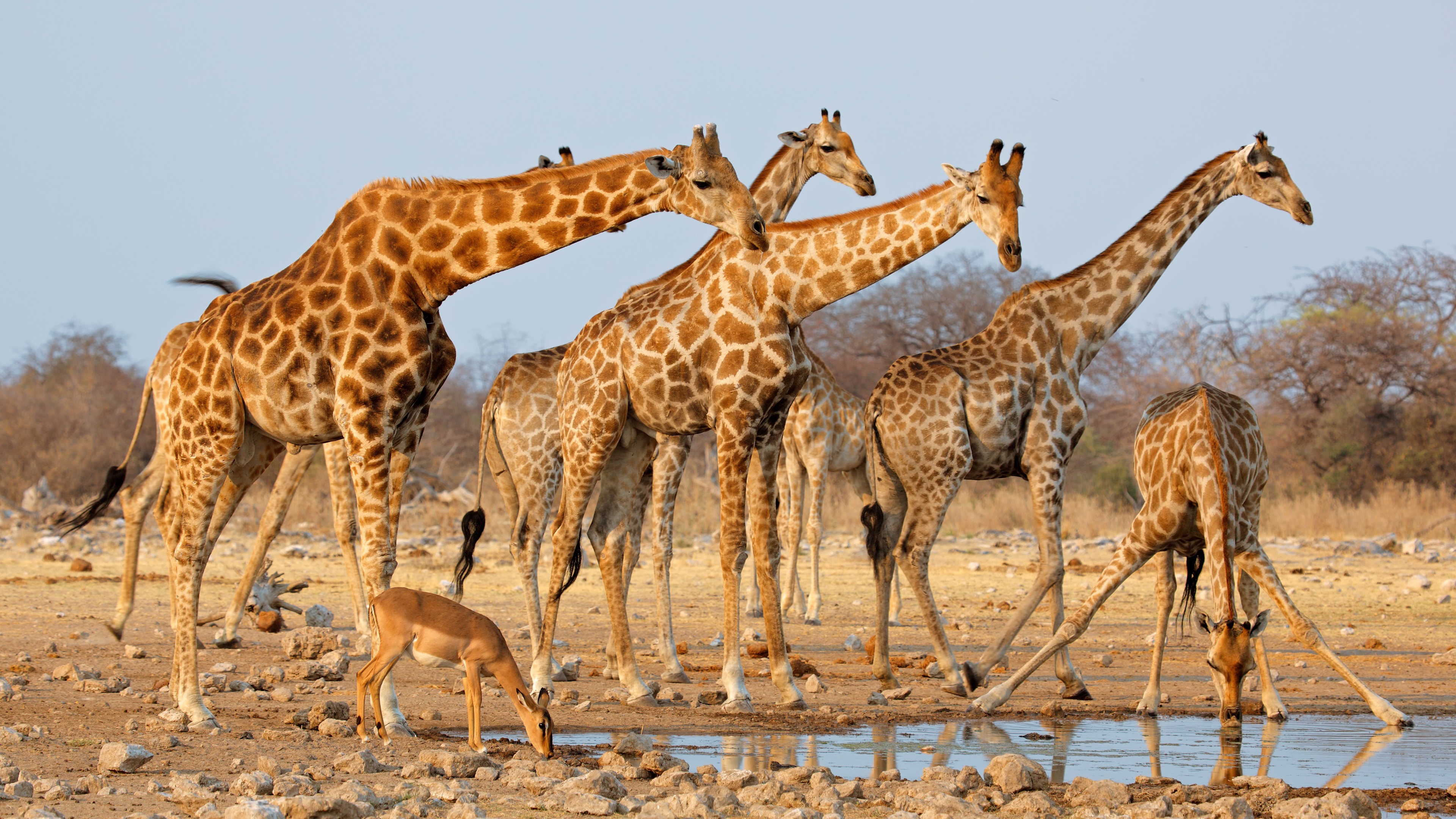 Girafe 1920 X 1080 - HD Wallpaper 