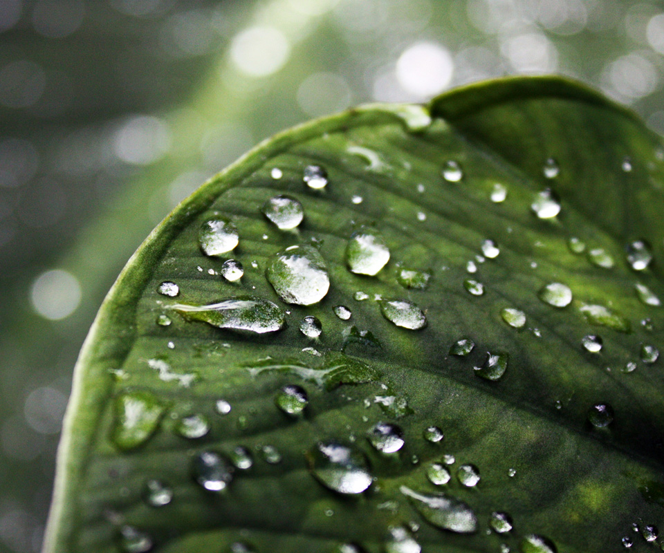 Hd Plant With Water Android Wallpapers - Amezing Hd Wallpapers Download -  960x800 Wallpaper 