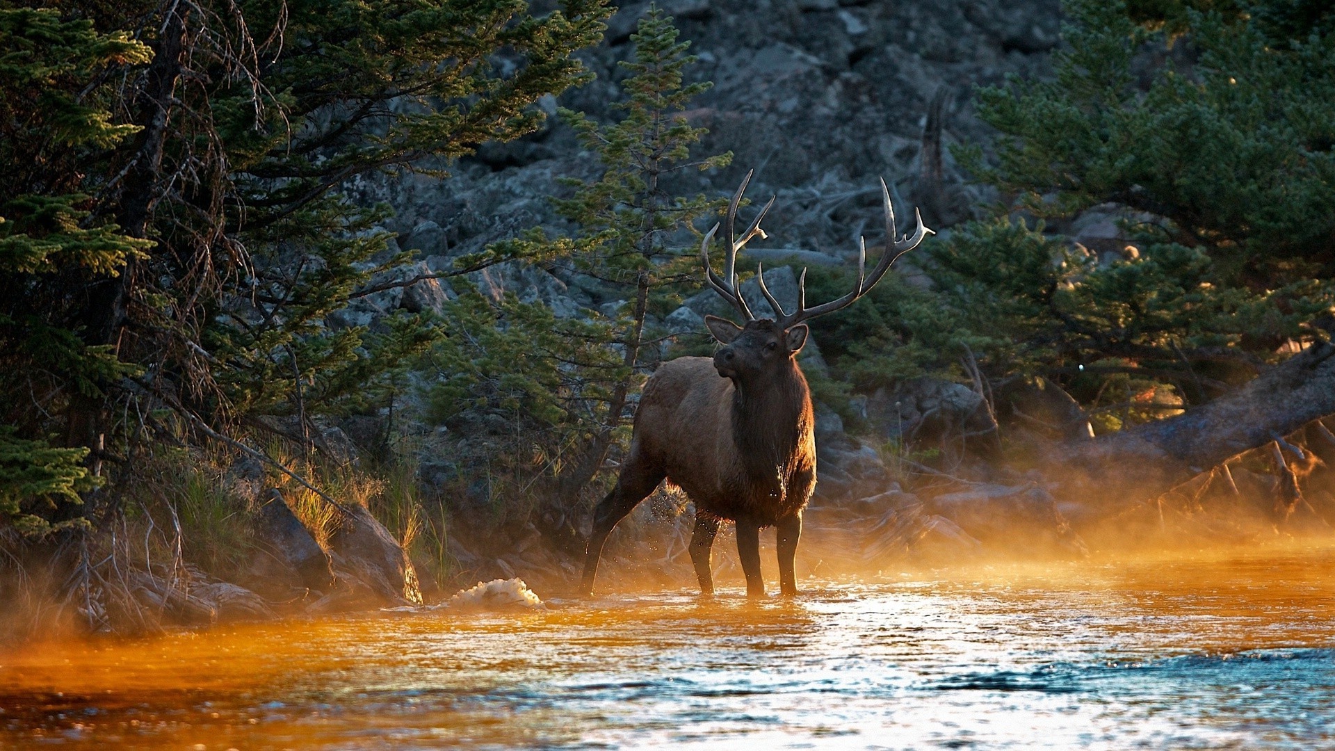 Deer Water Outdoors Nature Wood Wildlife Travel Mammal - Deer On The Water Hd - HD Wallpaper 
