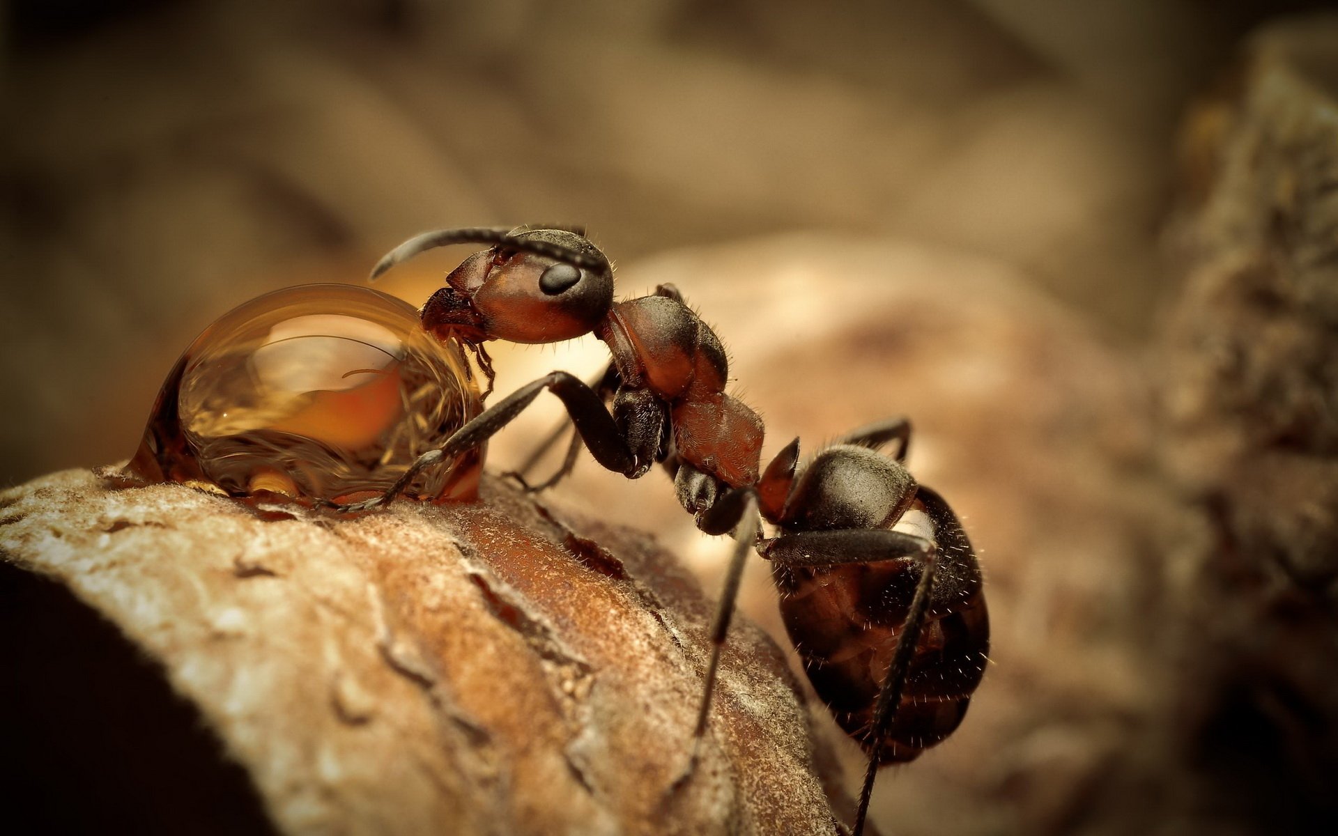 Ant Drinking Water - HD Wallpaper 
