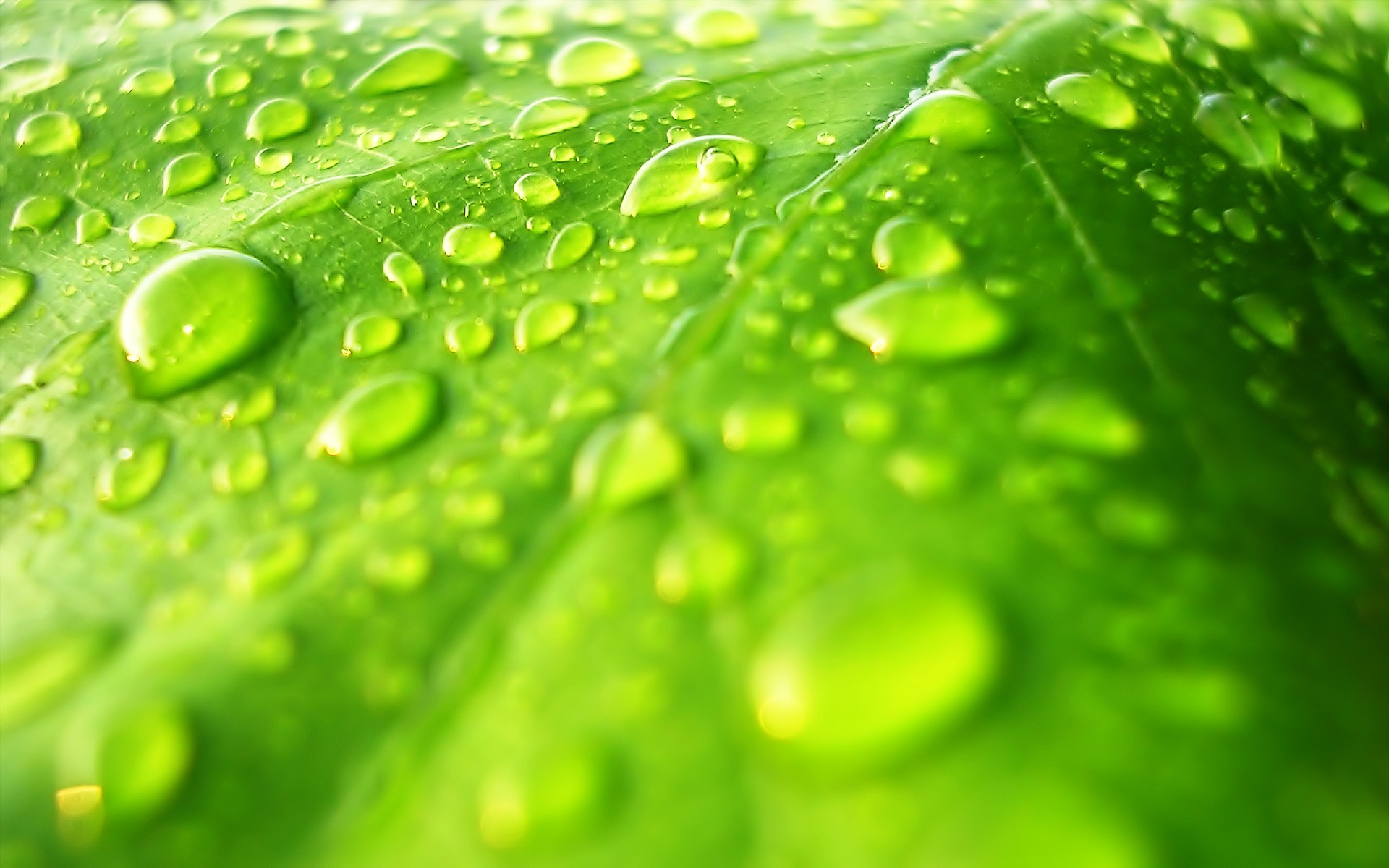 Water Drops On Leaf - Leaves Water - HD Wallpaper 