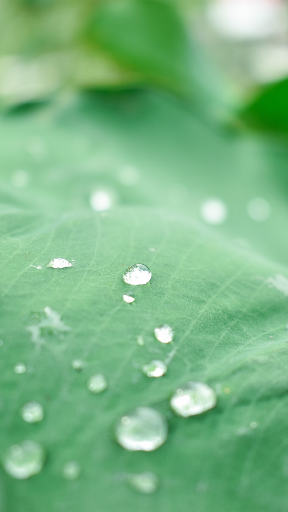 Leaf Water Drops Morning 4k Ultra Hd Mobile Wallpaper - Water Wallpaper Hd For Mobile - 950x1689 Wallpaper Leaf Water Drops Morning 4k Ultra Hd Mobile Wallpaper - Water Wallpaper Hd For Mobile - 950x1689 Wallpaper
