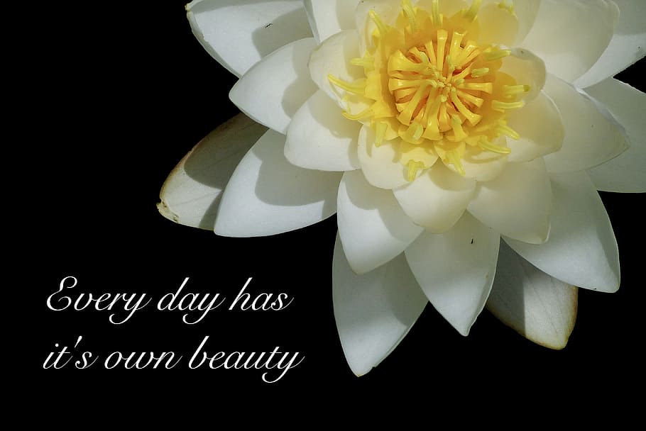 Everyday Has It S Own Beauty Quotes, Water Lily, Water - Poetry - HD Wallpaper 