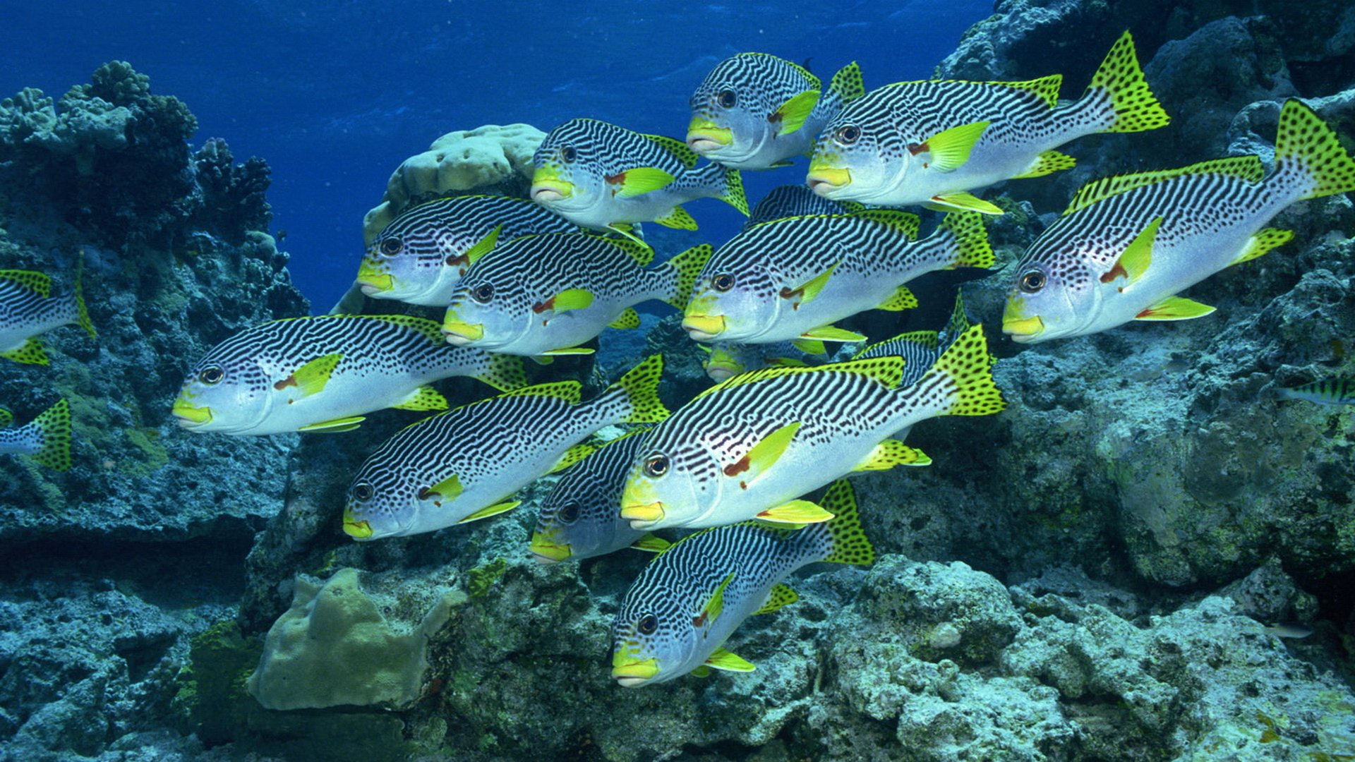 Fish Background - HD Wallpaper 