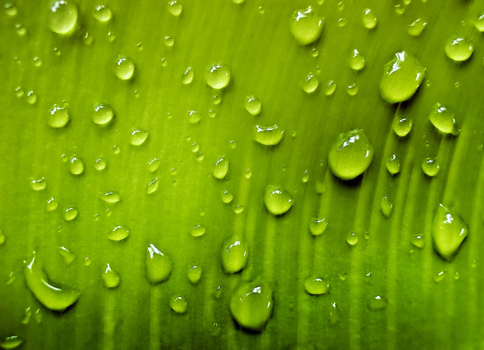 Drops Water Leaf, Leaf Green, Water Drops Texture, - Water Drops On Green - HD Wallpaper 