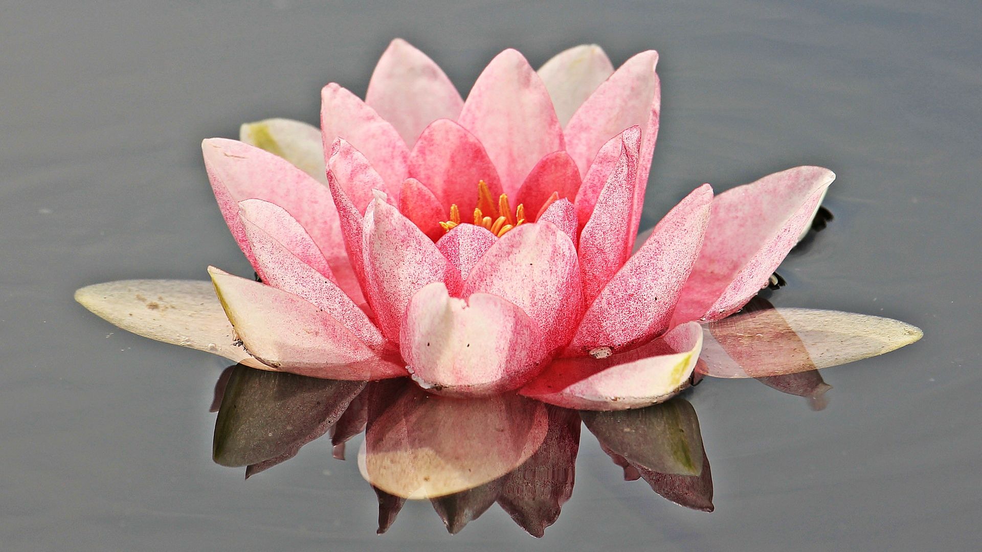 Water Lily Flower Wallpaper - Red Water Lily Flowerss - HD Wallpaper 