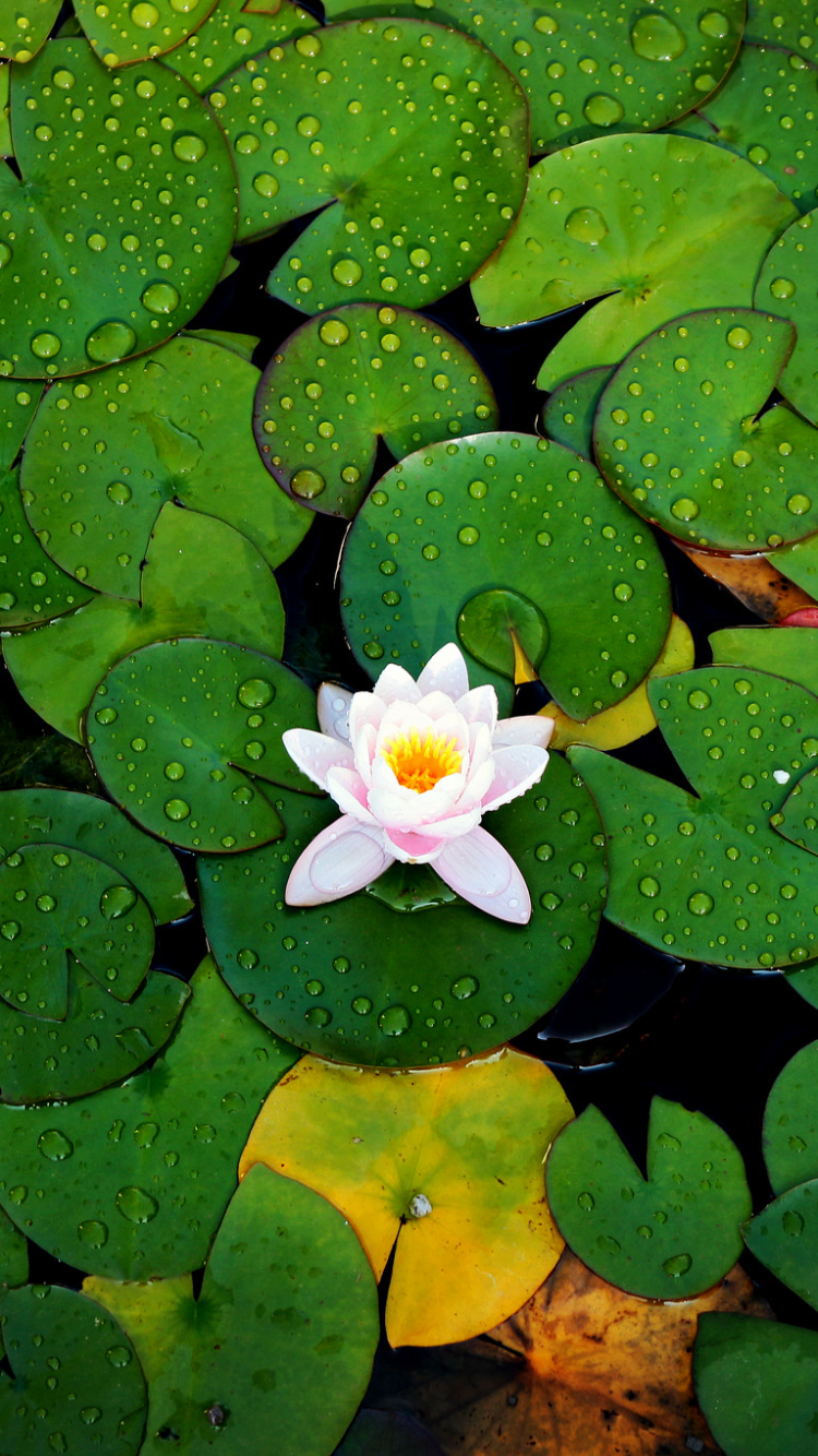 Water Lily Wallpapers For Mobile - HD Wallpaper 