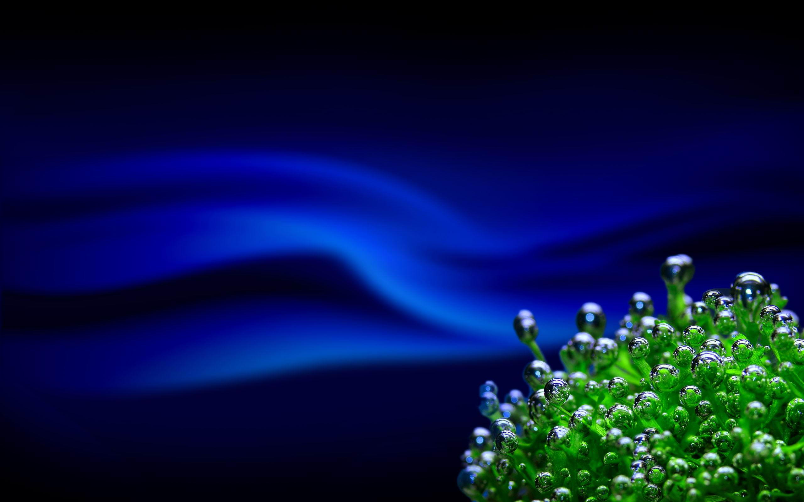 Blue Coral - HD Wallpaper 