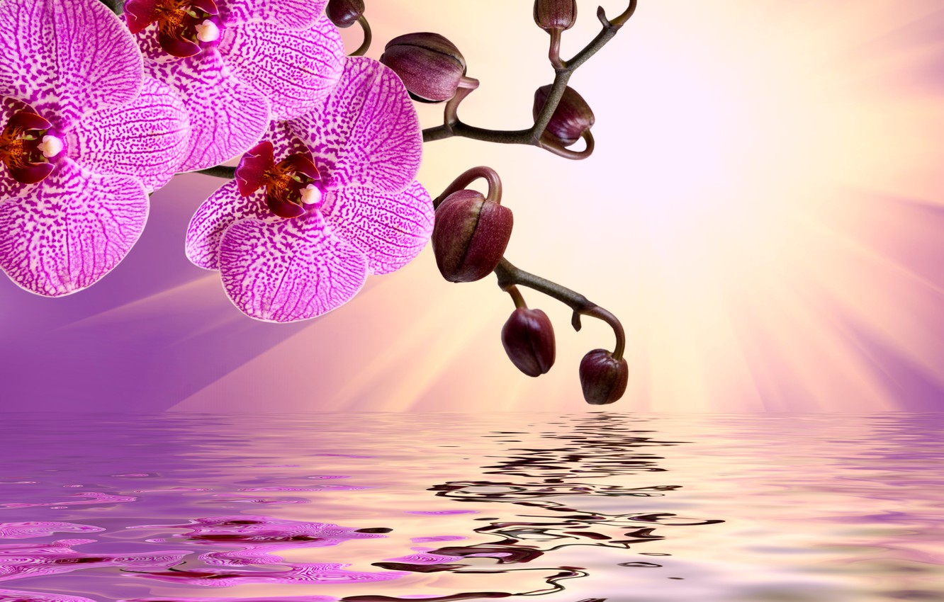 Photo Wallpaper Flowers, Sunshine, Orchid, Pink, Water, - Модульные Картины Орхидеи - HD Wallpaper 