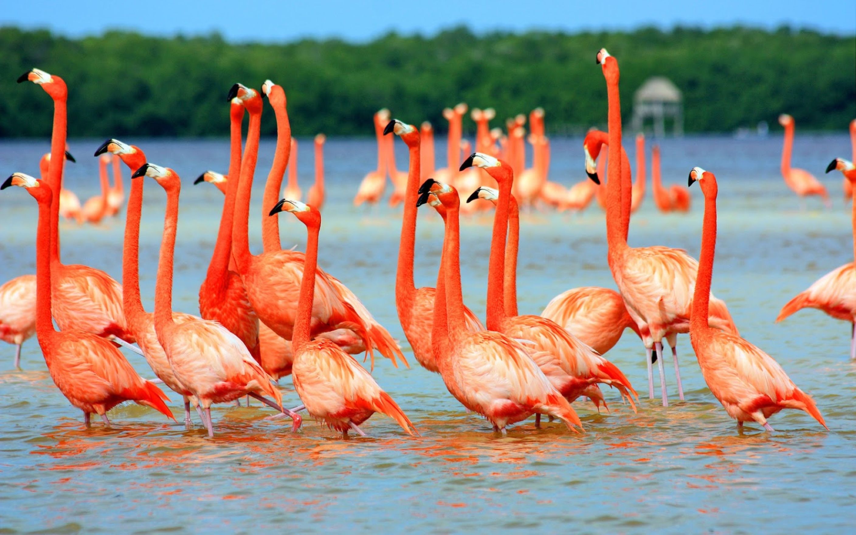 Download Free Hd Flamingo Birds In Water Wallpaper, - Pink Flamingo In Water - HD Wallpaper 