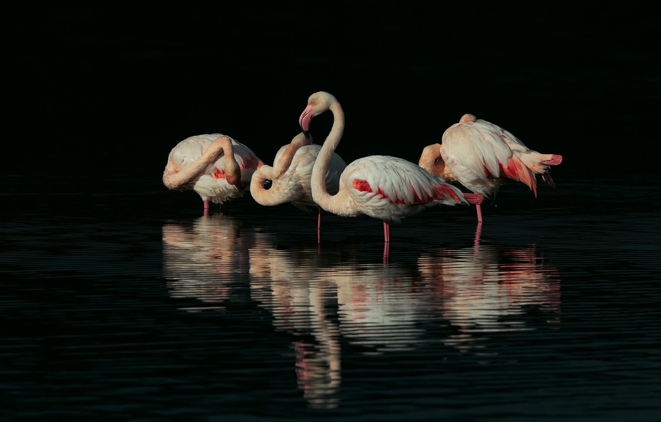 Photo Wallpaper Water, Birds, Darkness, Reflection, - Flamingo Black Background - HD Wallpaper 