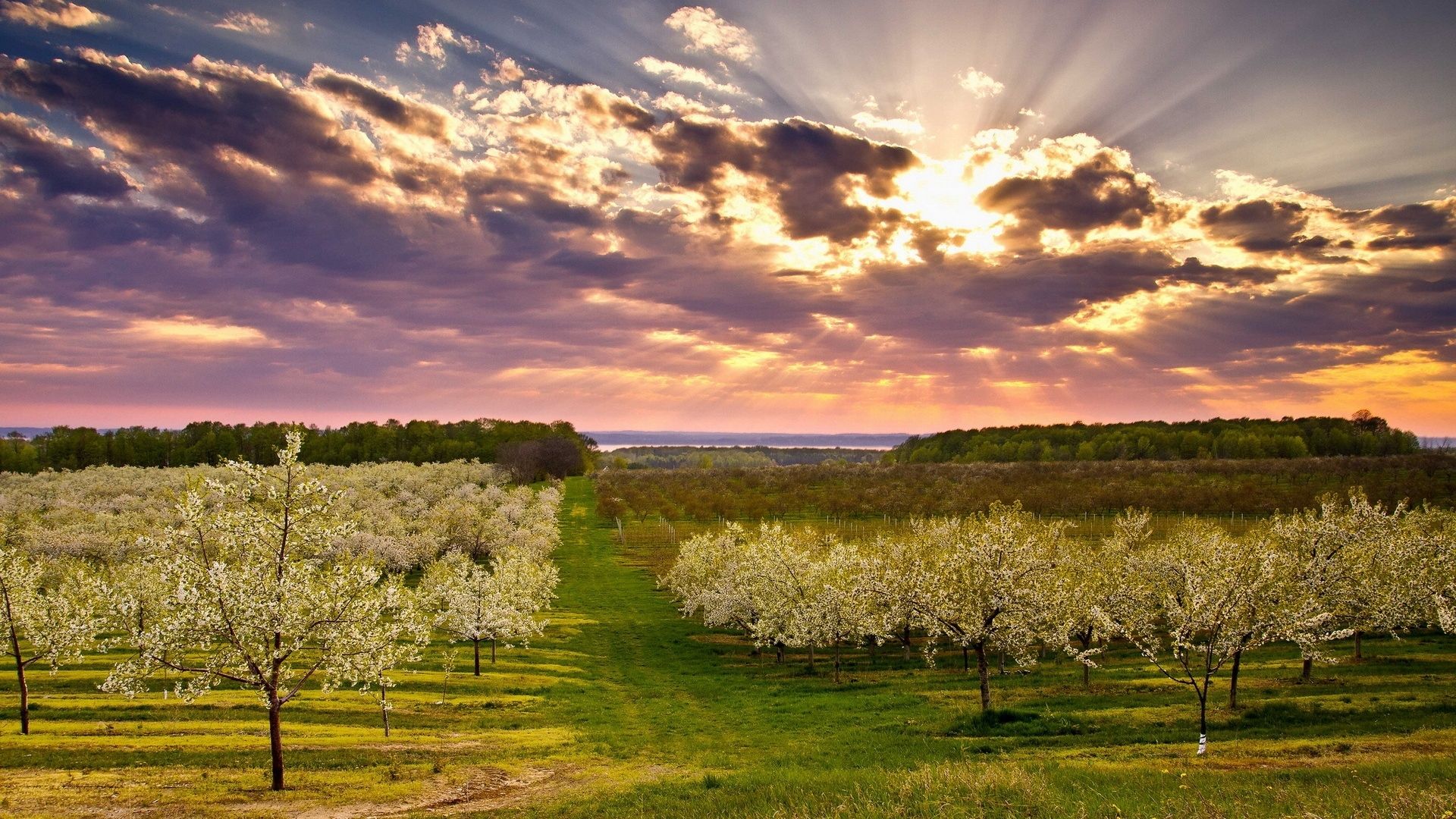 Traverse City Cherry Orchard - HD Wallpaper 