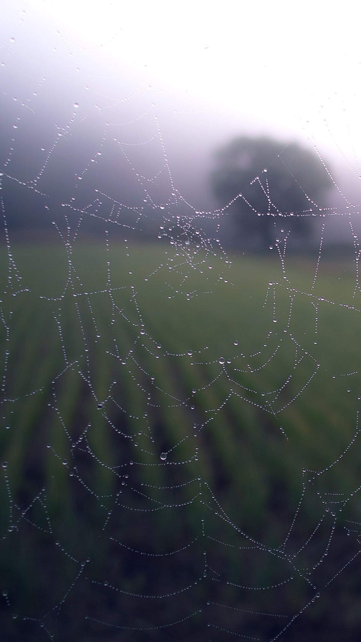 Spider Web - HD Wallpaper 