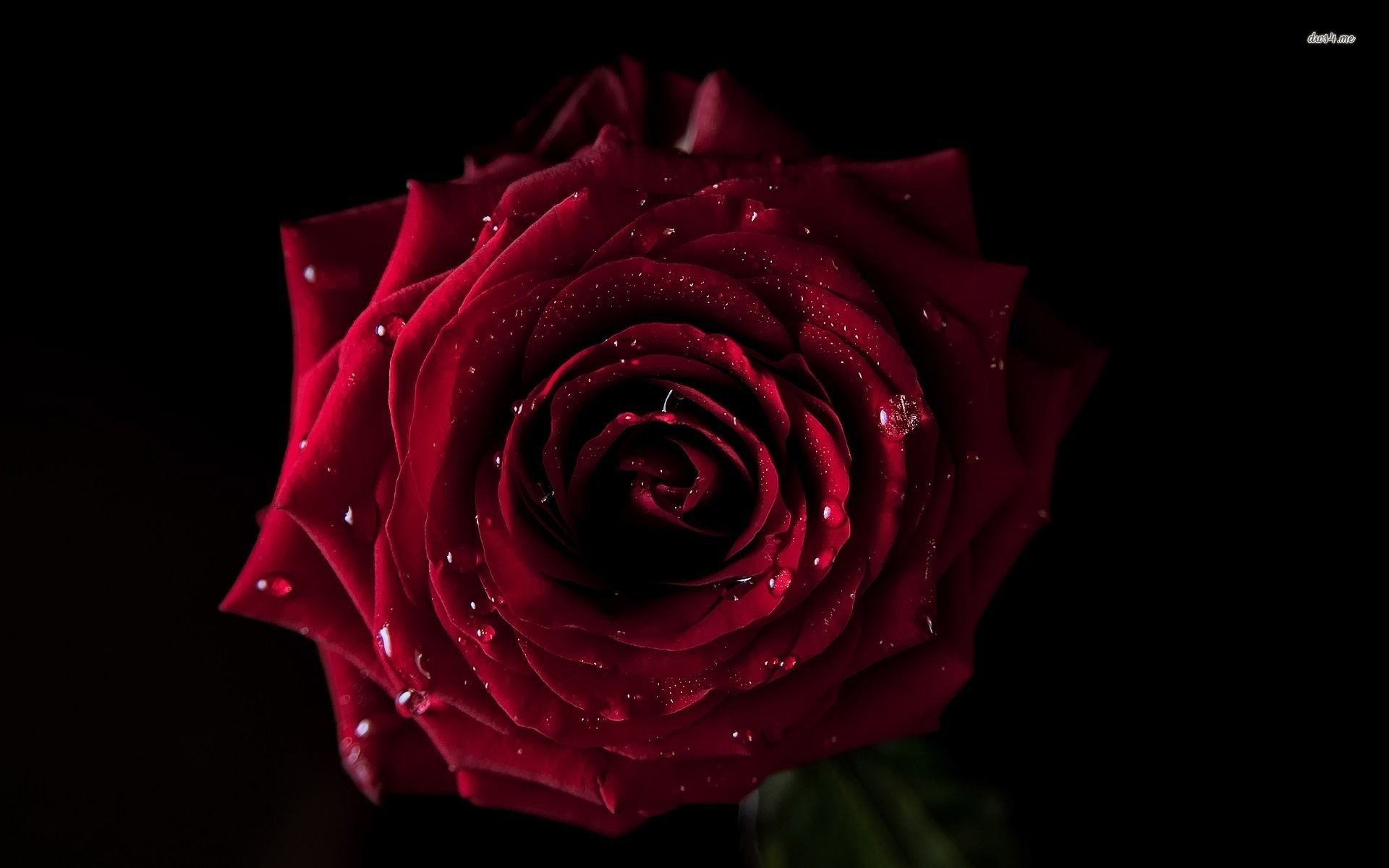 Wallpaper - HD Wallpaper 
